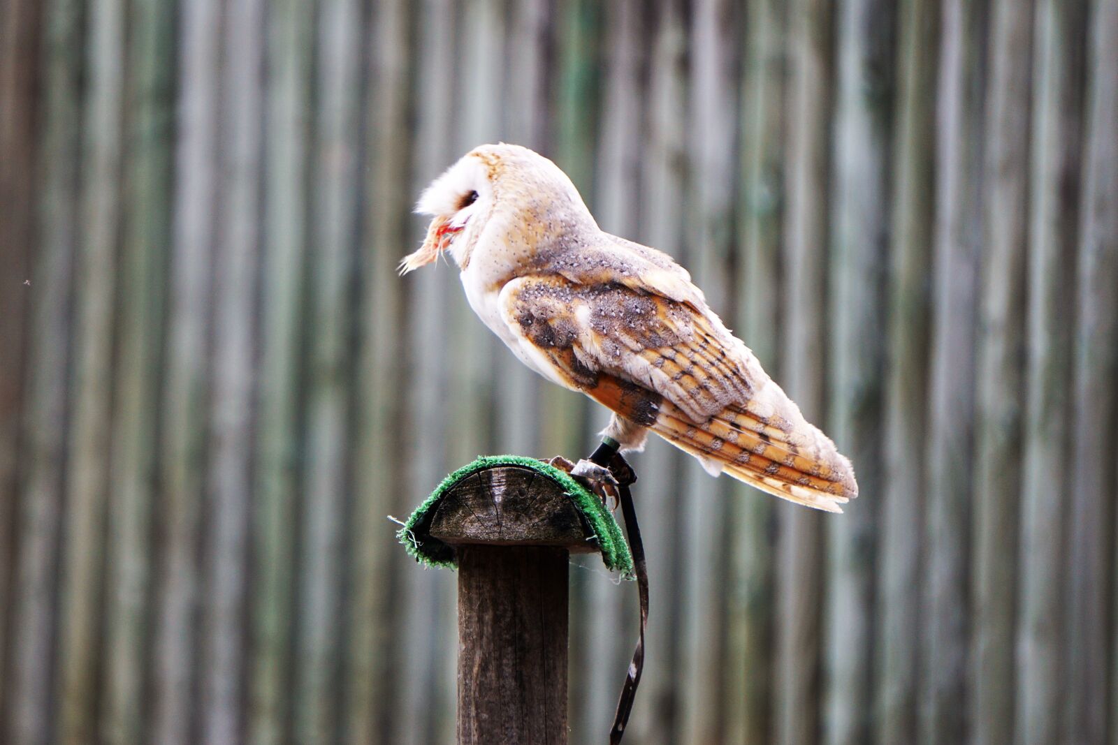 Sony E 55-210mm F4.5-6.3 OSS sample photo. Wildlife park, zoo, belgium photography
