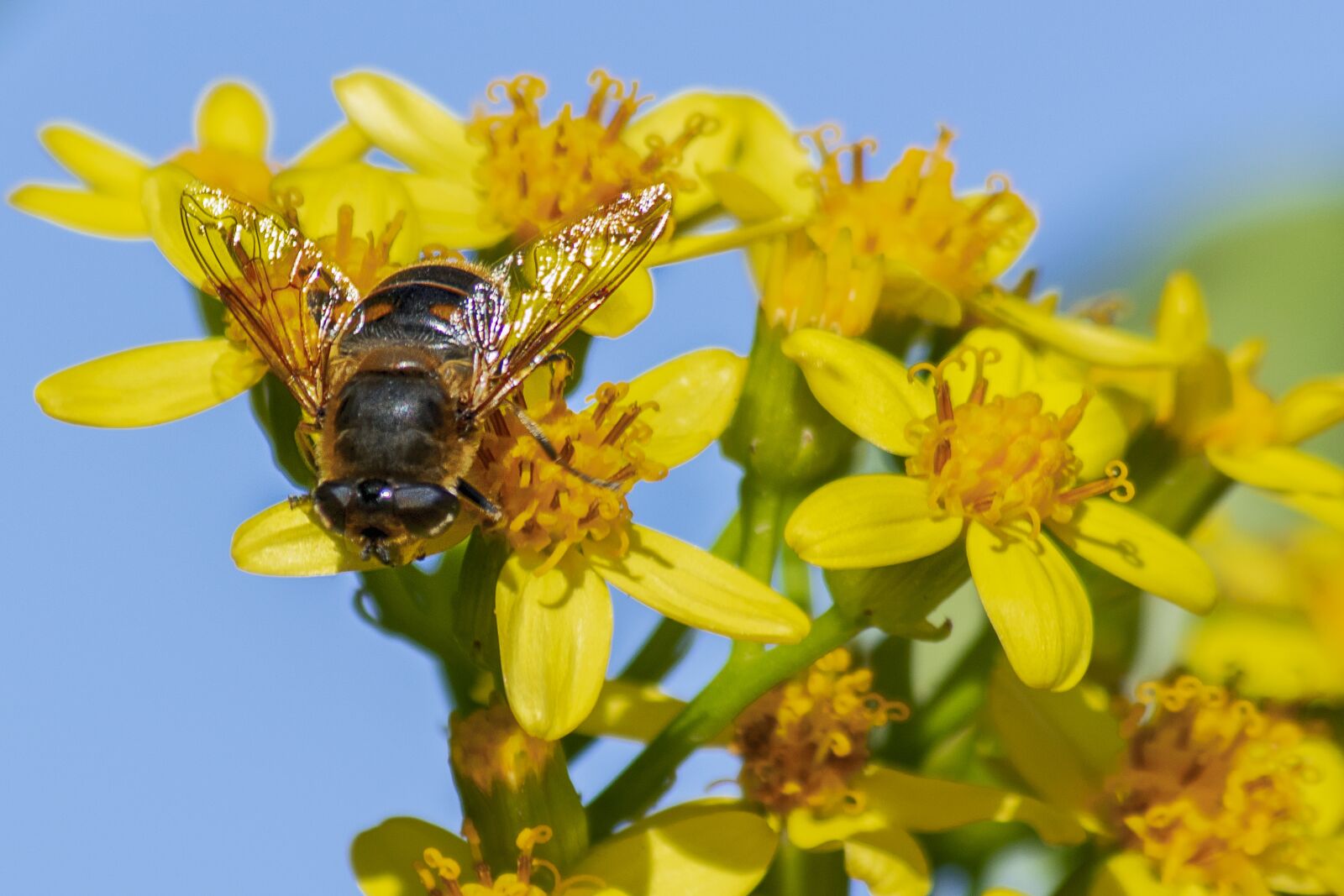 Nikon D3300 sample photo. Bee, flowers, garden photography