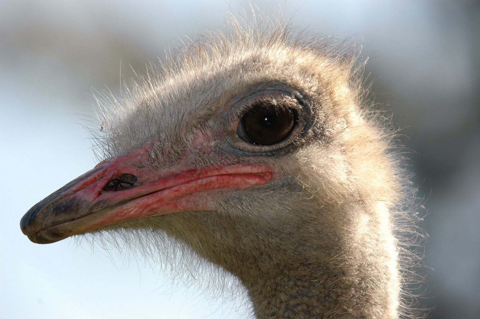 Nikon D70s sample photo. Emu, animal, australia photography