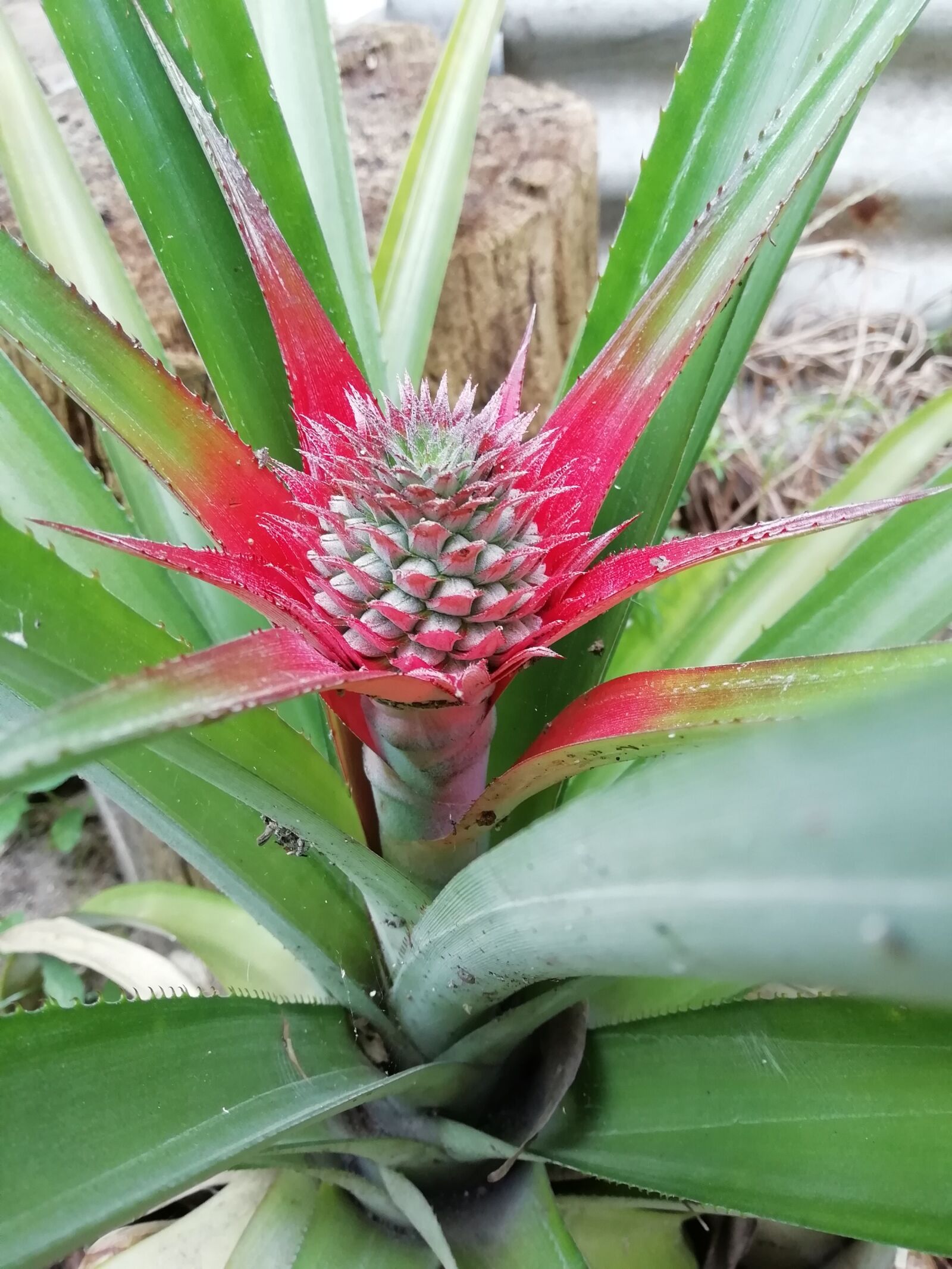 HUAWEI Y9 2018 sample photo. Pineapple, piñal, green photography