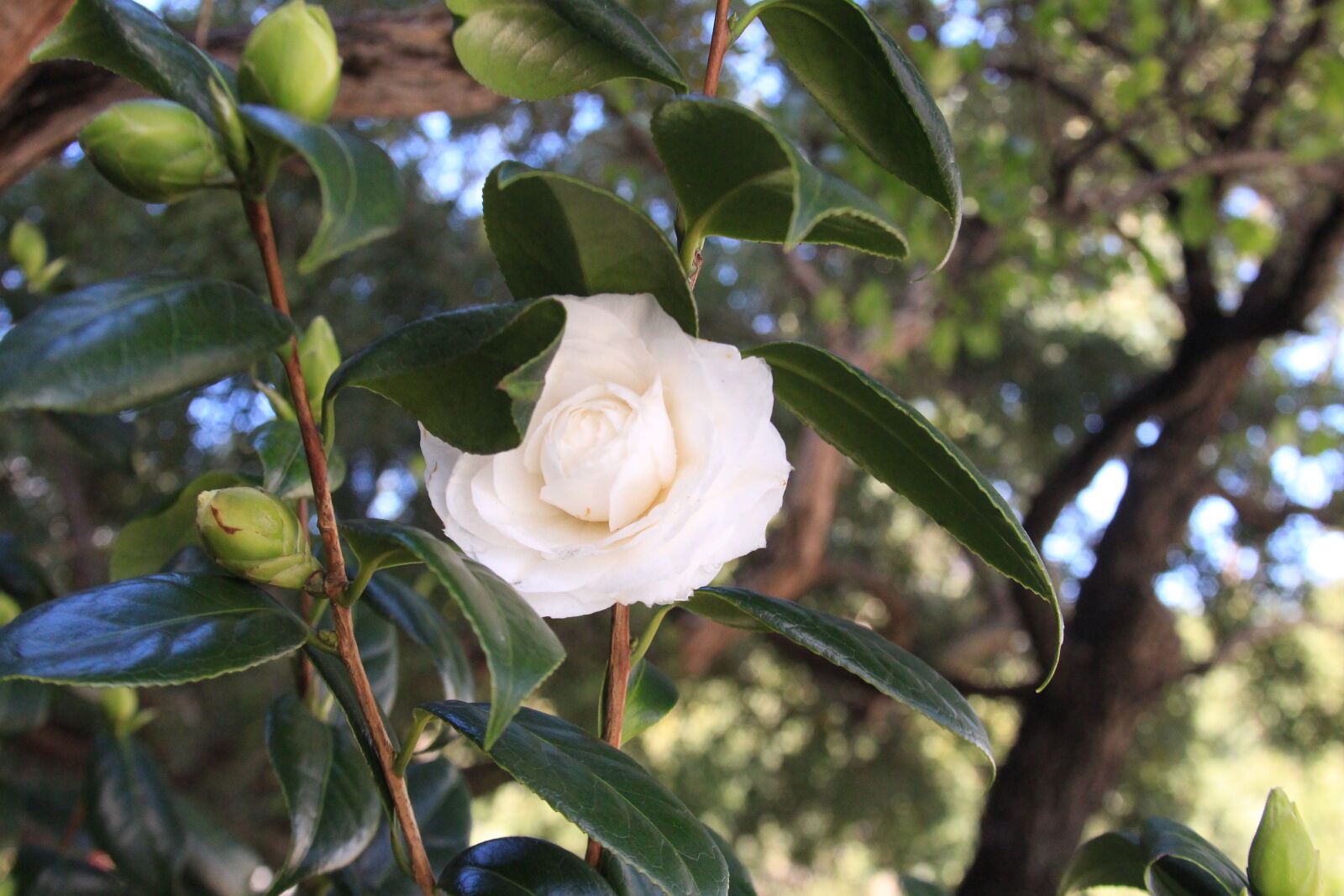 Canon EF 28-135mm F3.5-5.6 IS USM sample photo