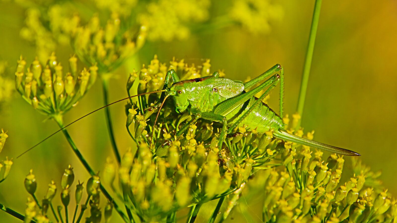 Canon EOS 760D (EOS Rebel T6s / EOS 8000D) sample photo. Grasshopper, nature, animal photography