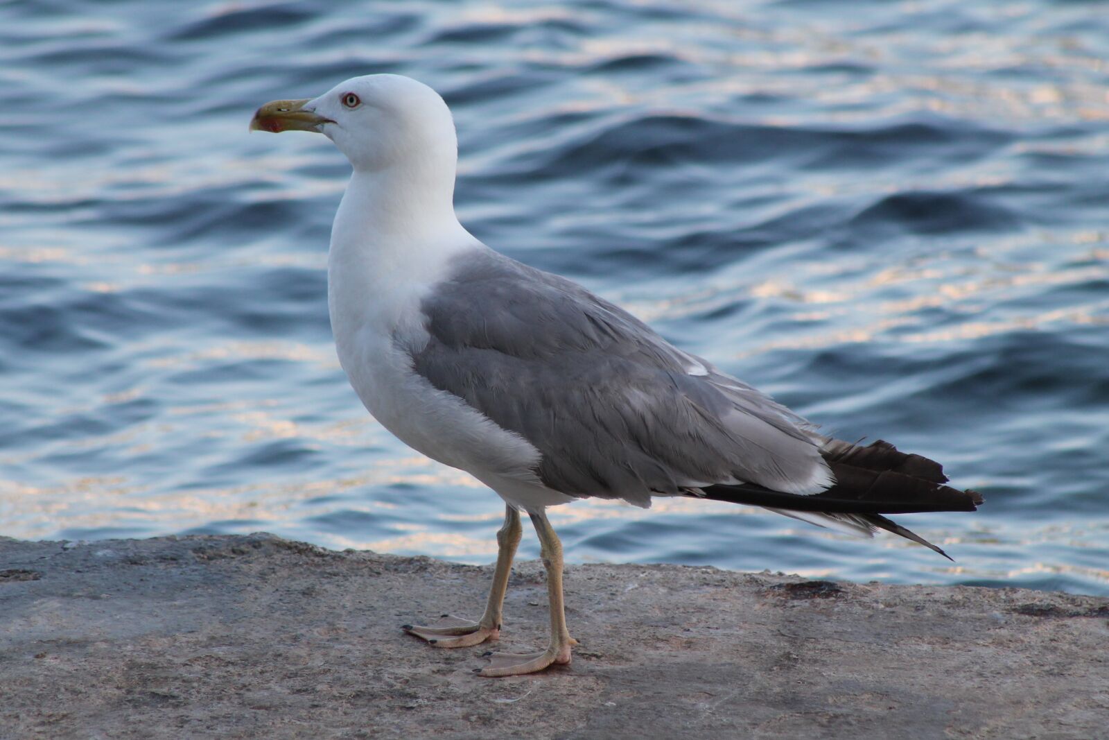 Canon EF75-300mm f/4-5.6 sample photo. Seagull, animal water bird photography