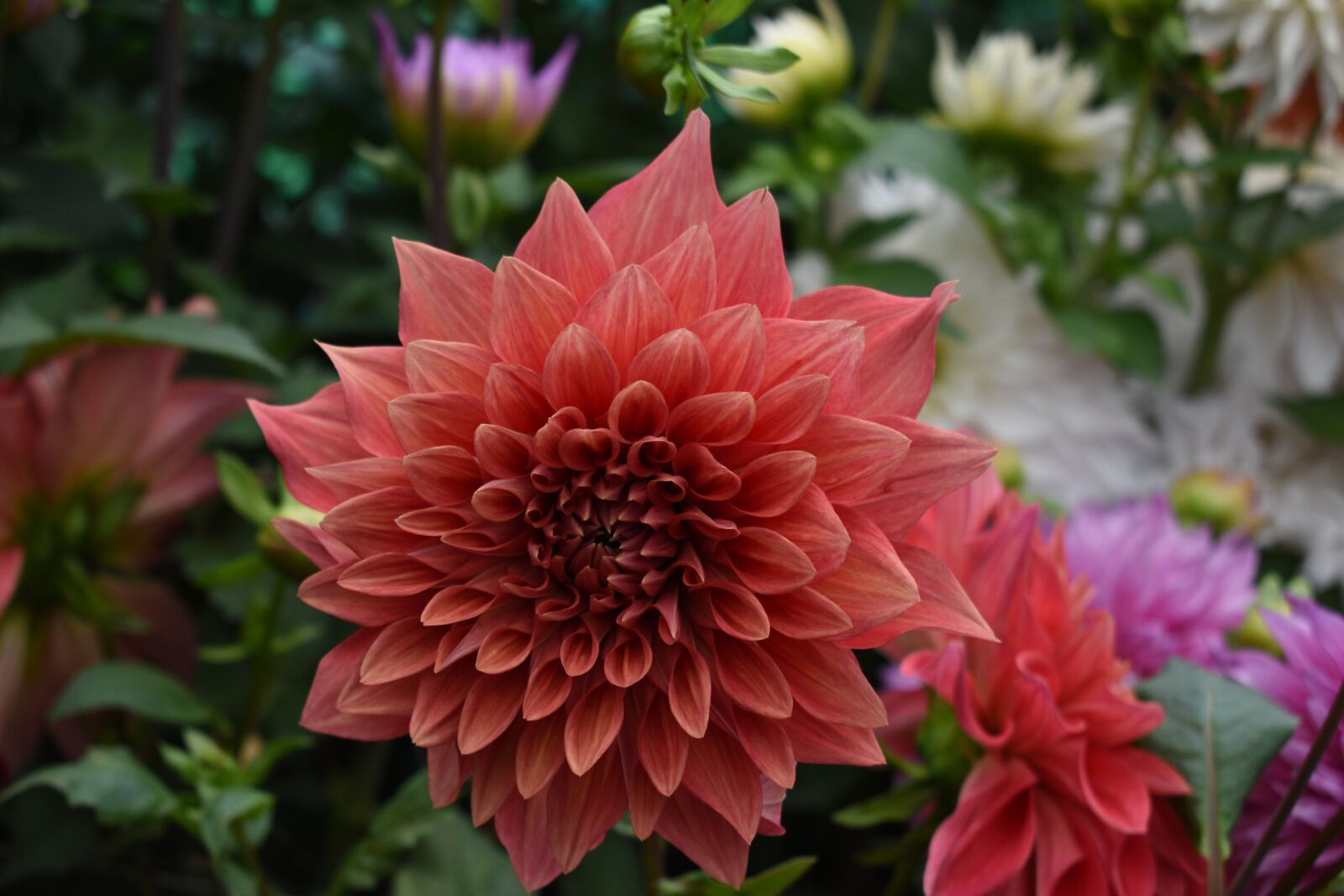 Nikon D5600 sample photo. Flower, nature, blossom photography