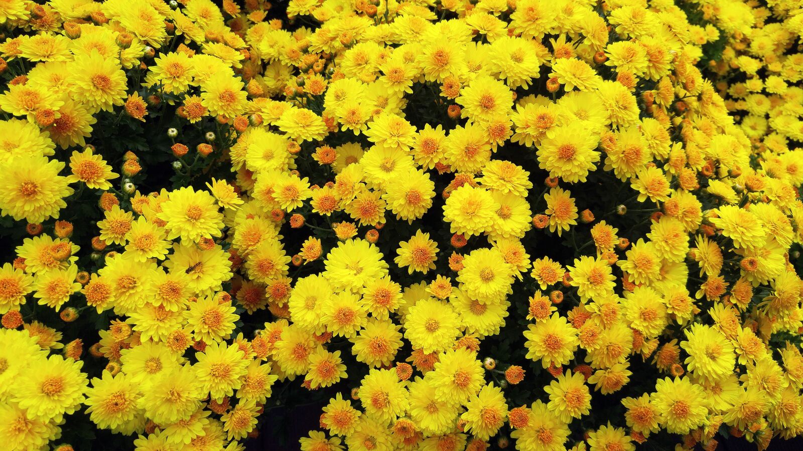 LG G4 sample photo. Flowers, yellow flower, plants photography