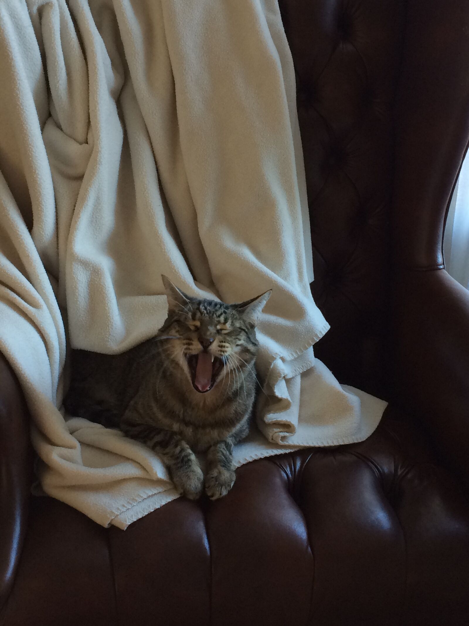 iPhone 5s back camera 4.15mm f/2.2 sample photo. Cat, cats, yawn, yawning photography