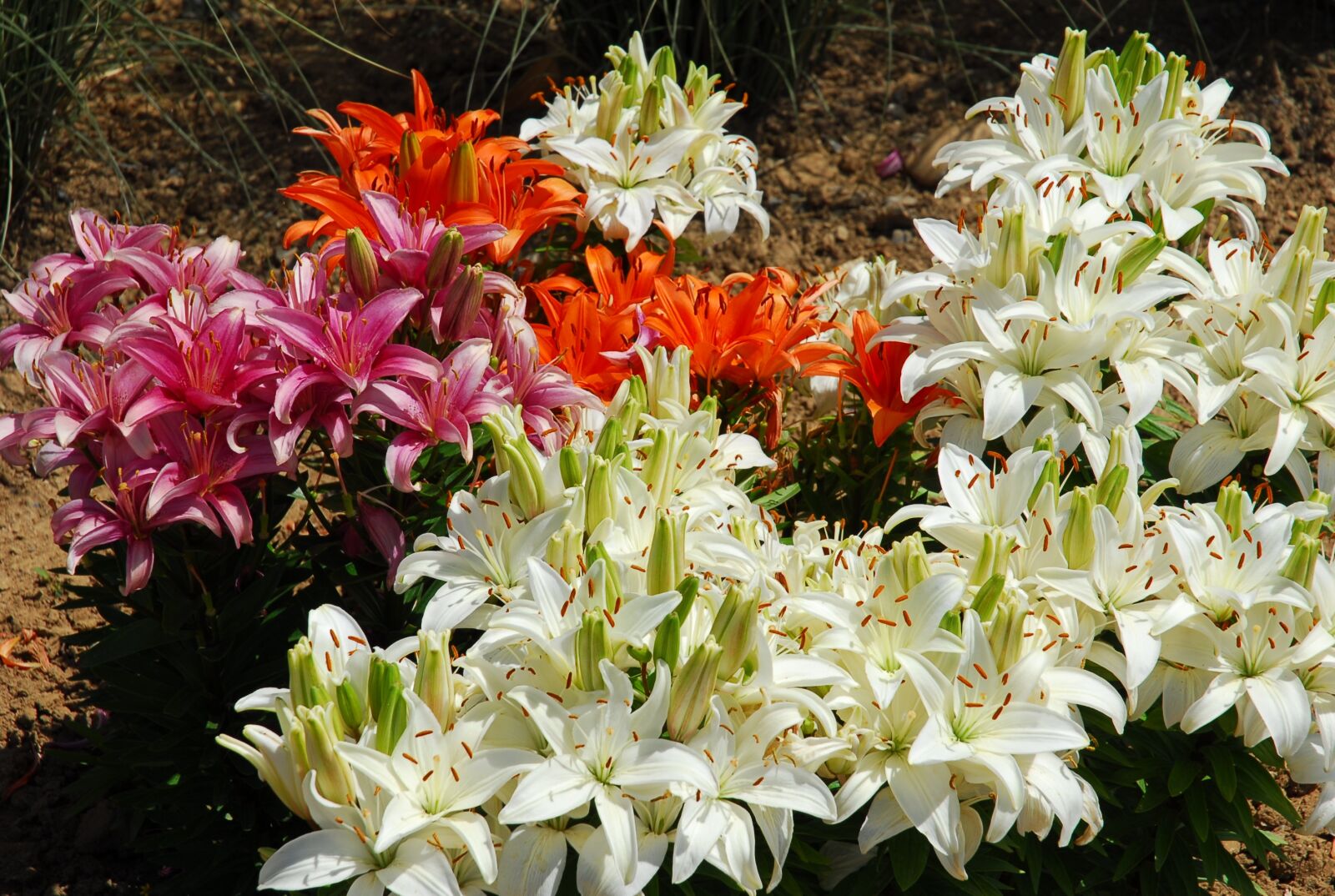 Nikon D200 sample photo. Lilies, flowers, blossom photography