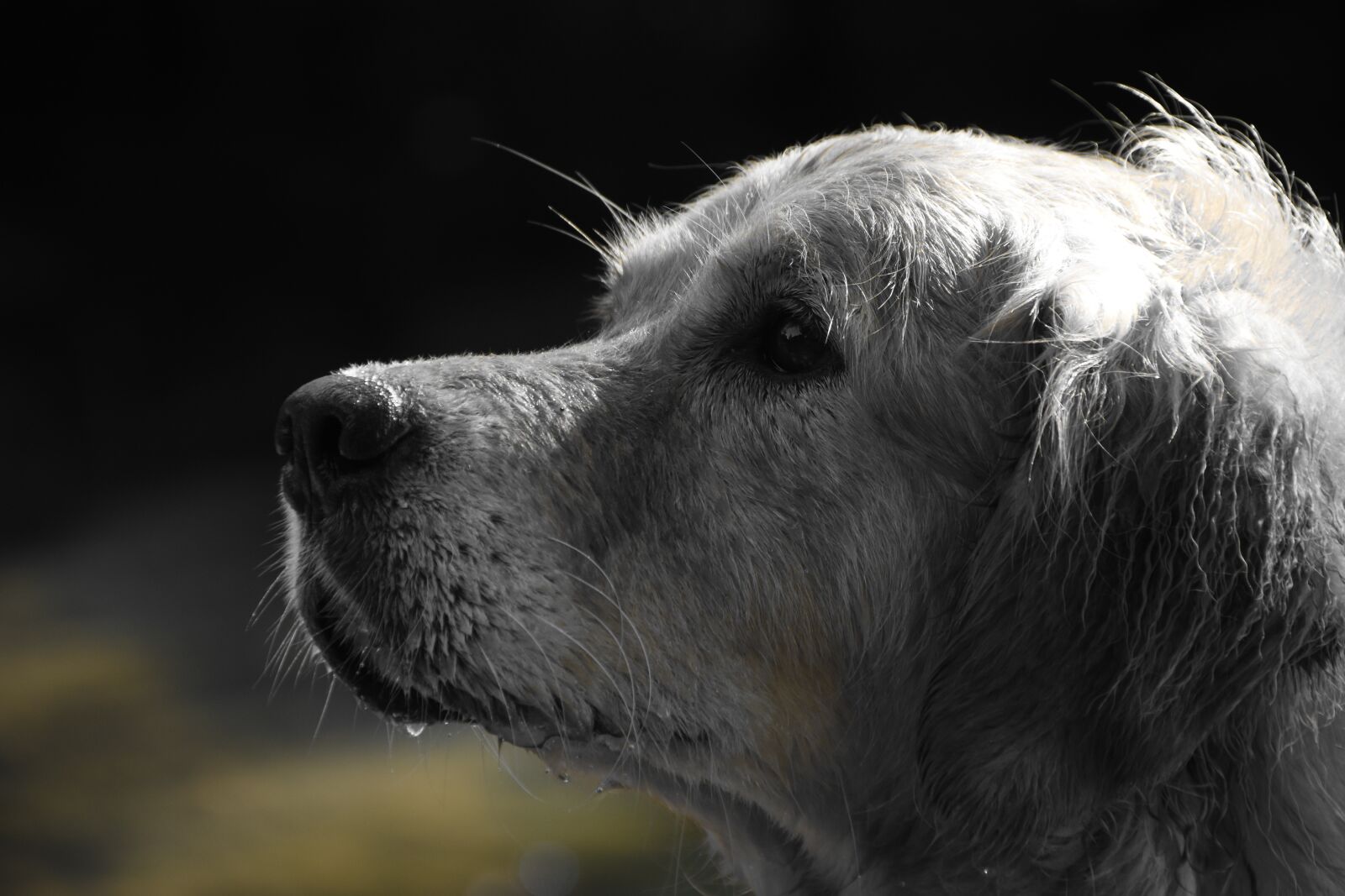 Nikon D5600 sample photo. Dog, golden retriever, pet photography
