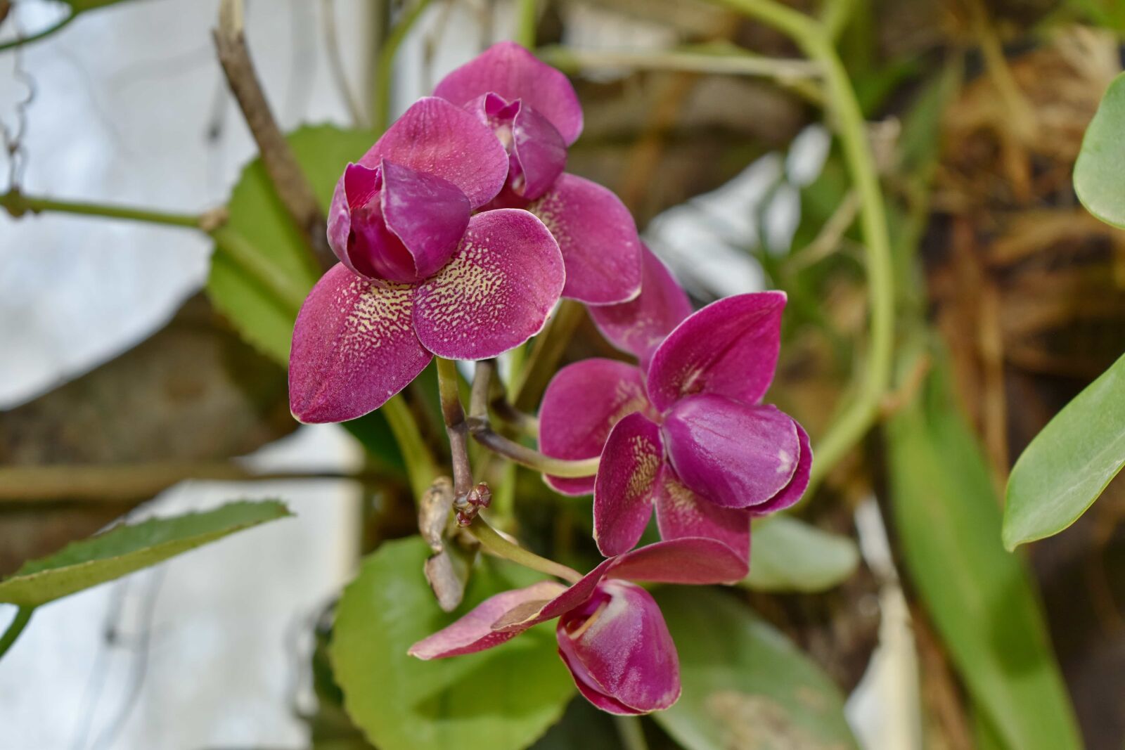Nikon D5500 sample photo. Beautiful flowers, exotic, orchid photography