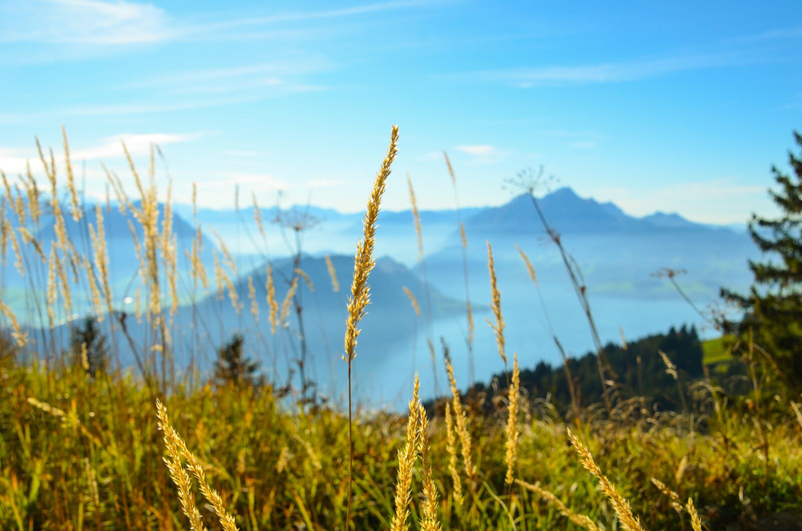 Nikon D7000 sample photo. Blade of grass, switzerland photography
