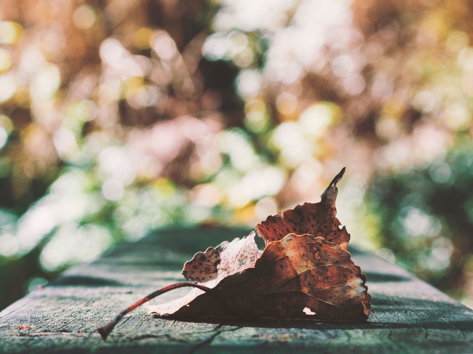 Canon EOS 1300D (EOS Rebel T6 / EOS Kiss X80) sample photo. Leaf, autumn, leaves photography
