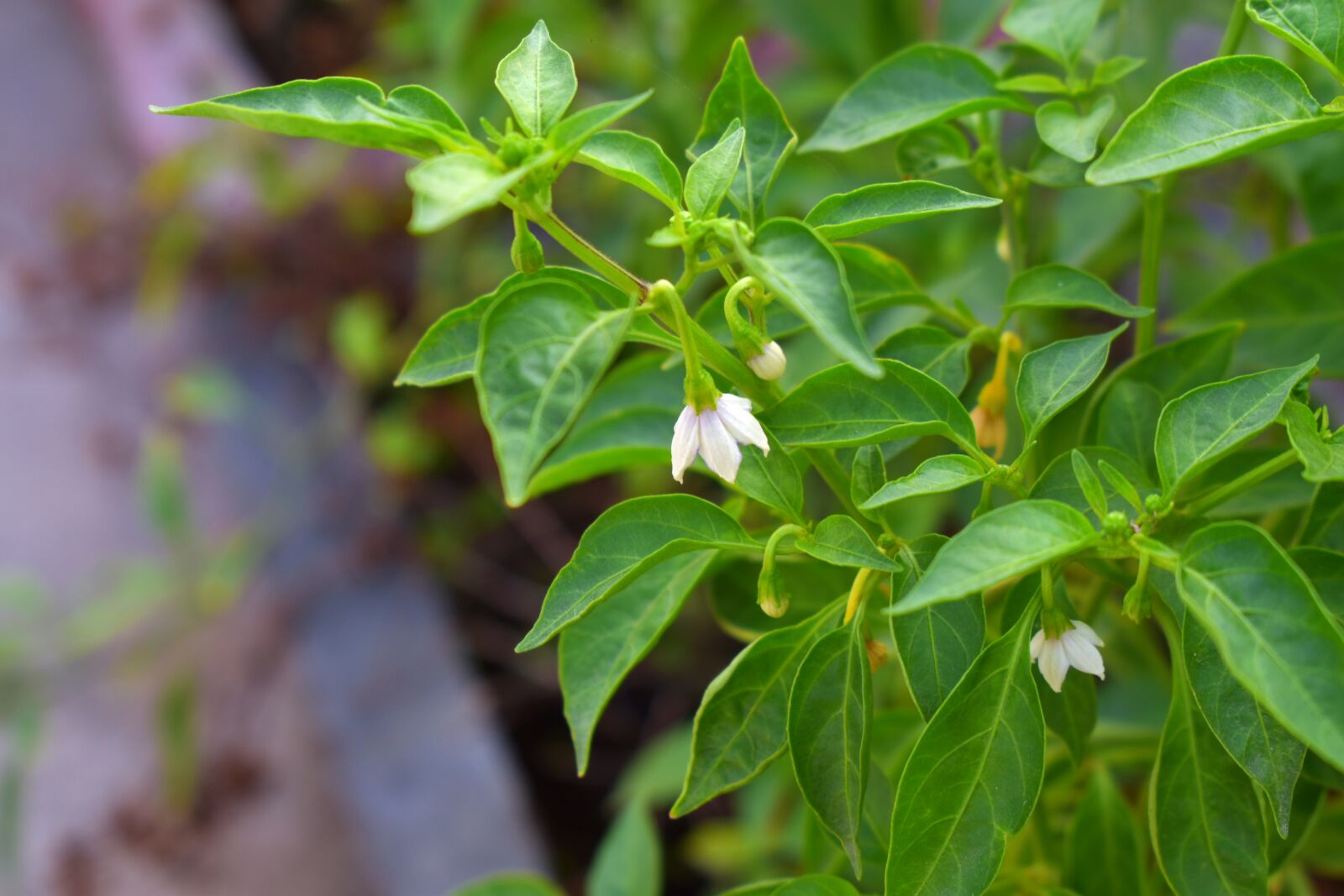 Nikon D5600 sample photo. Chili pepper, white flowers photography