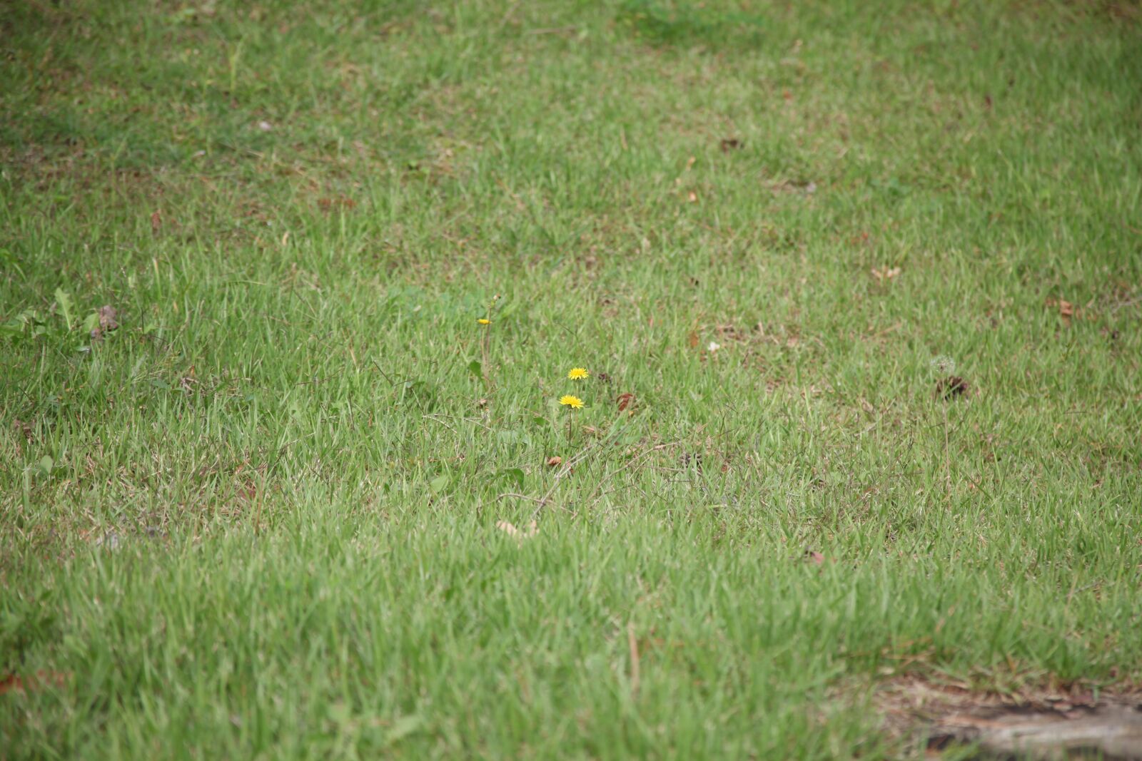 Canon EOS 5D Mark II sample photo. Green, grass, nature photography