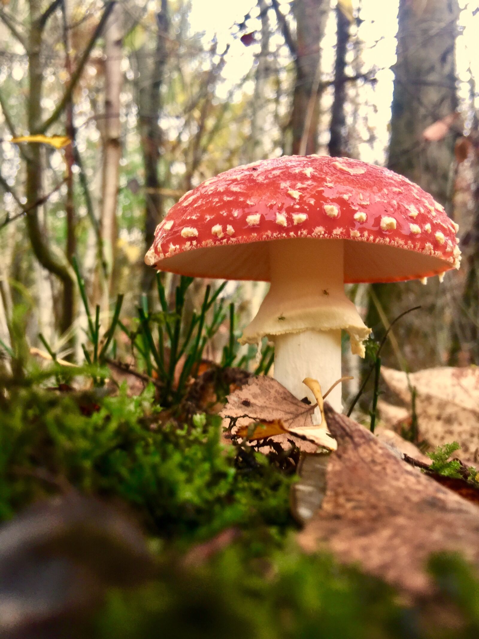 iPhone 6 Plus back camera 4.15mm f/2.2 sample photo. Fly agaric, mushroom, mushroom photography