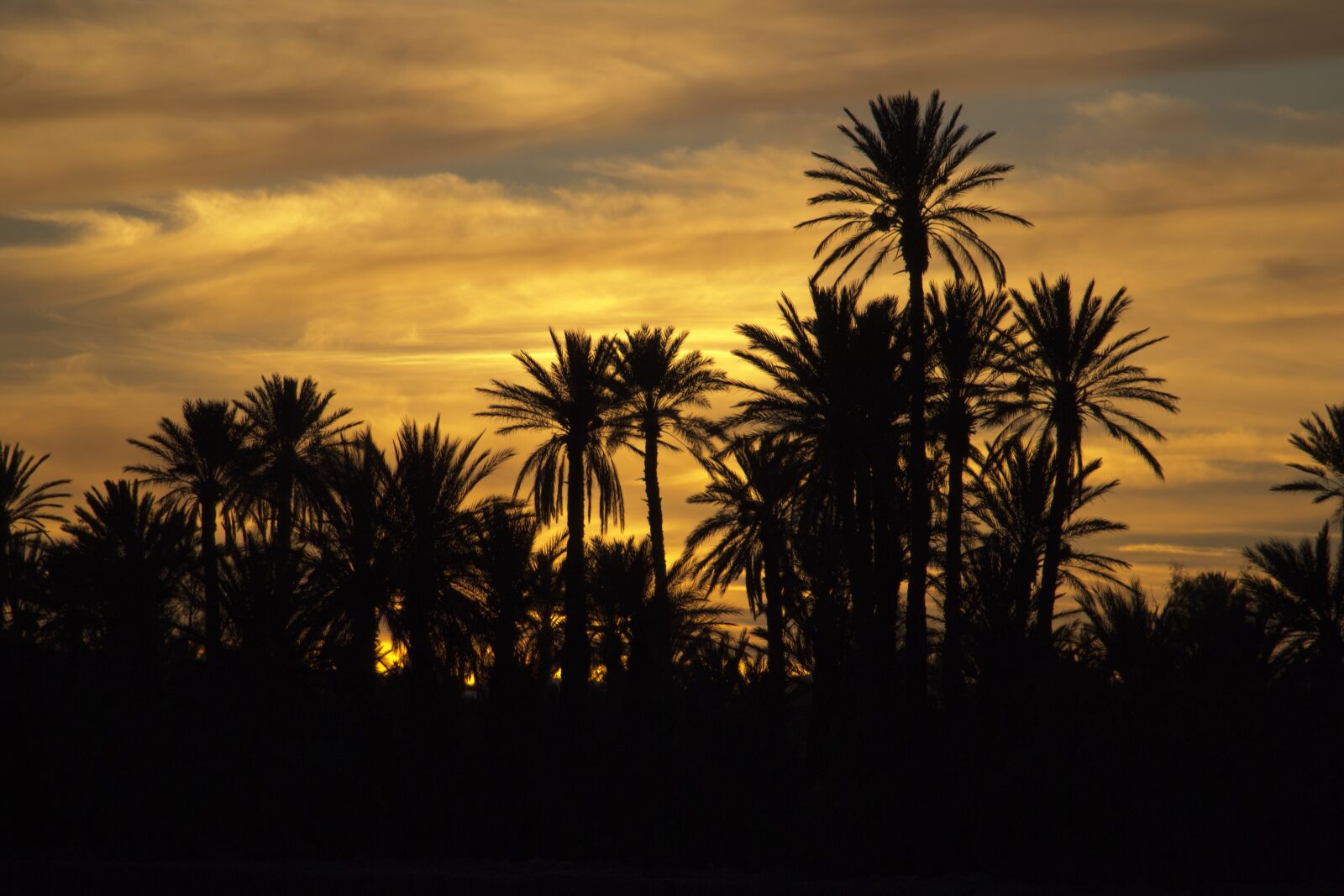 Nikon D3100 sample photo. Sunset, palms, morocco photography