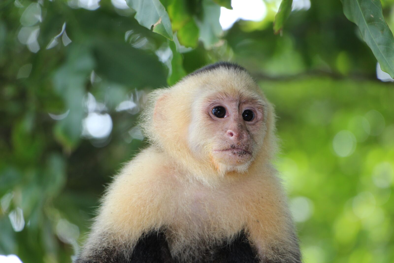 Canon EOS 100D (EOS Rebel SL1 / EOS Kiss X7) sample photo. Capuchin monkey, äffchen, monkey photography
