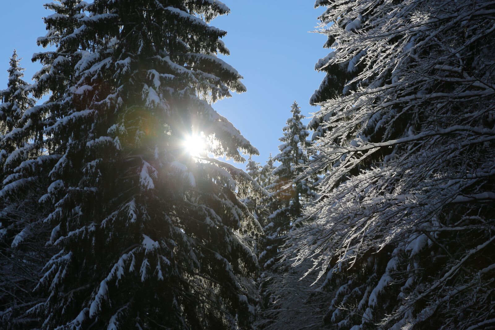 Canon EF 24-105mm F4L IS USM sample photo. Winter, sun, wintry photography
