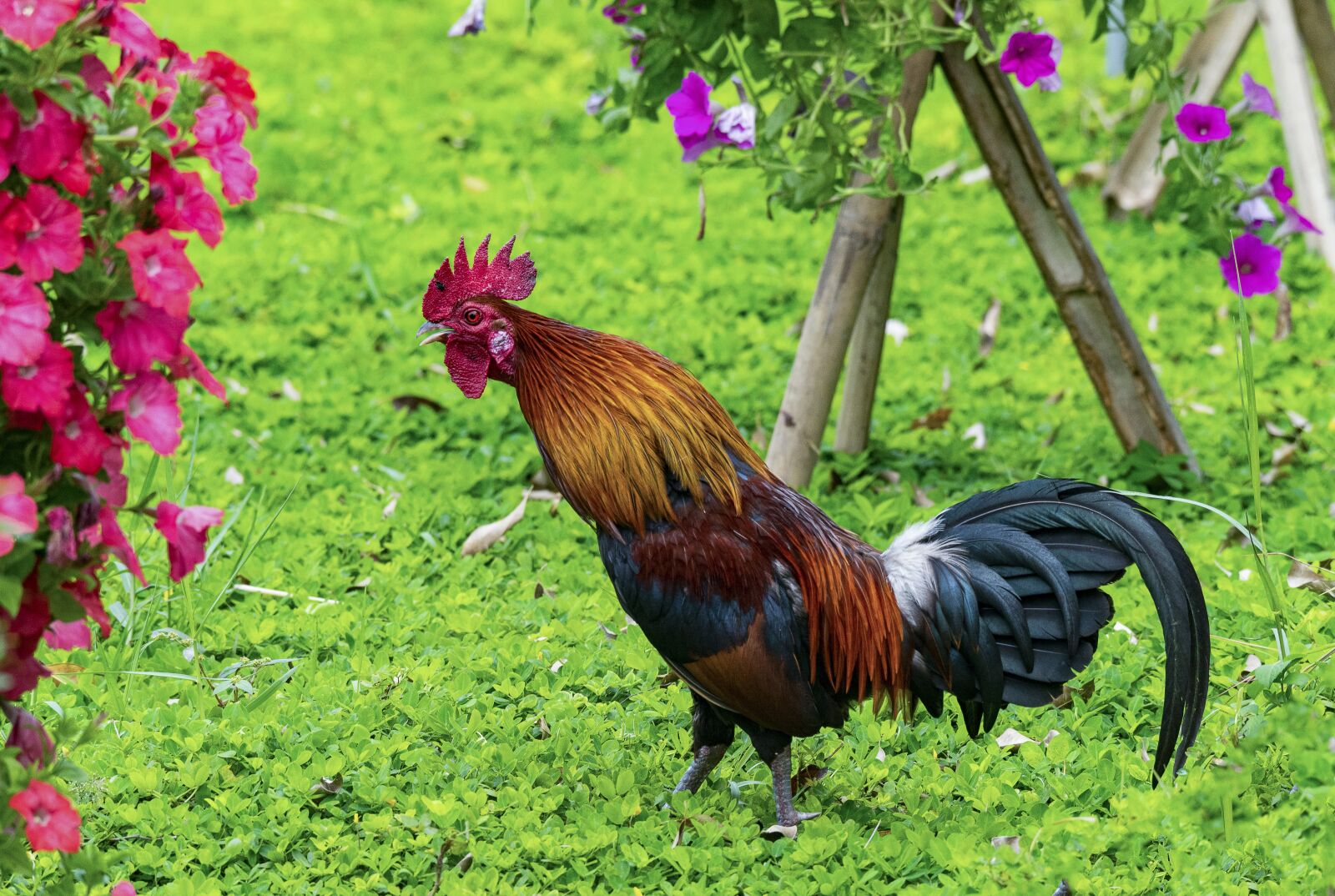 Nikon D810 sample photo. Chicken, rico, delicious photography