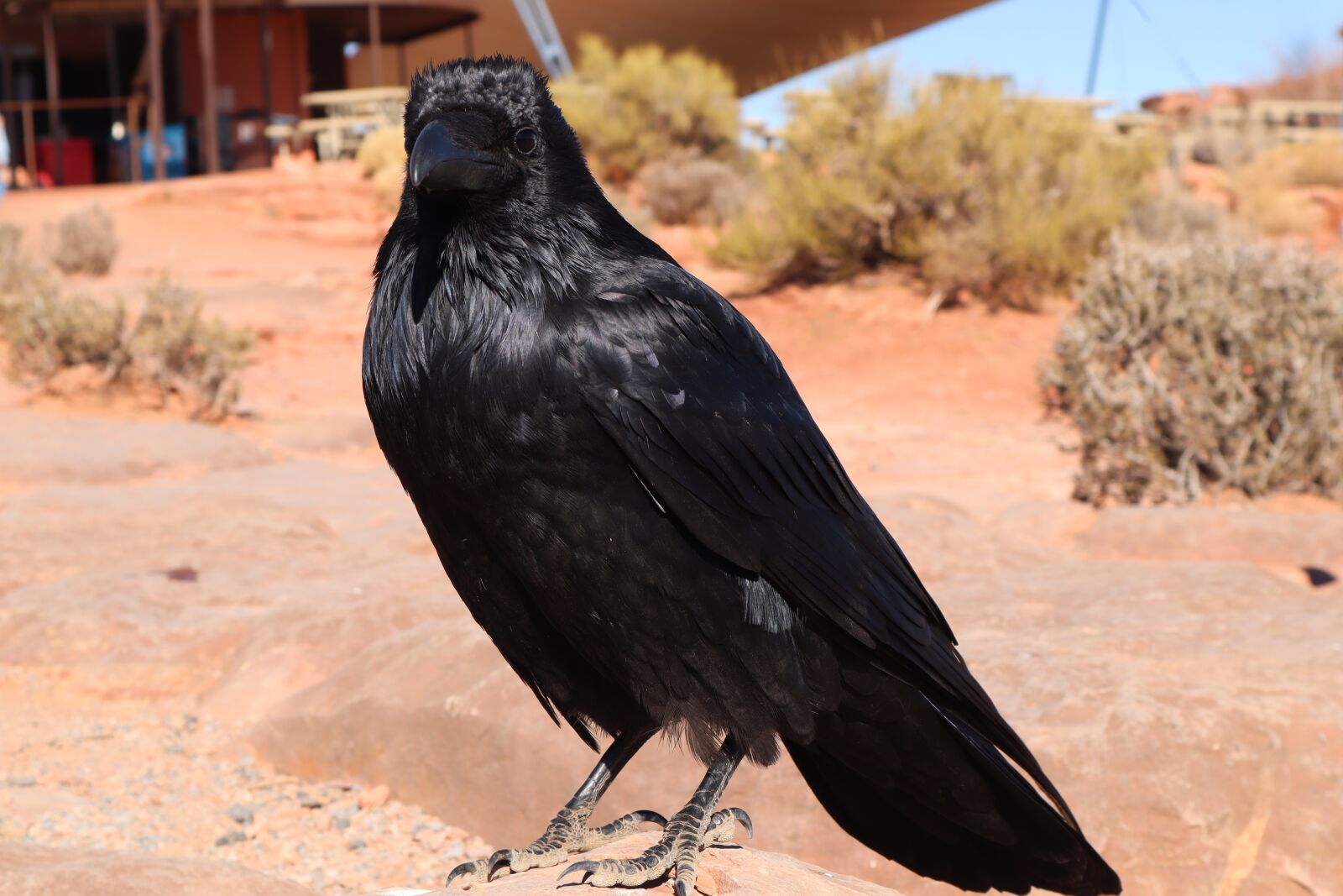 Canon EOS M50 (EOS Kiss M) sample photo. Black crow, bird, nature photography