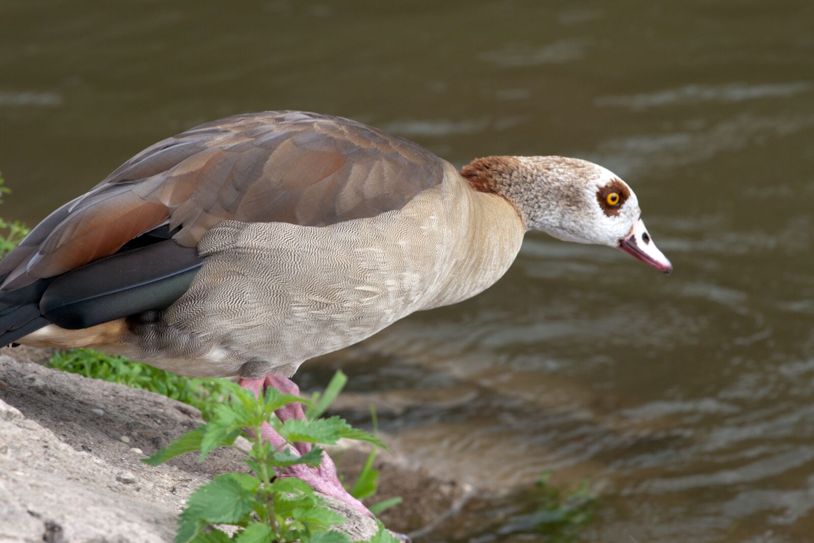 Canon EOS 400D (EOS Digital Rebel XTi / EOS Kiss Digital X) sample photo. Wild, nilgans, widgans photography