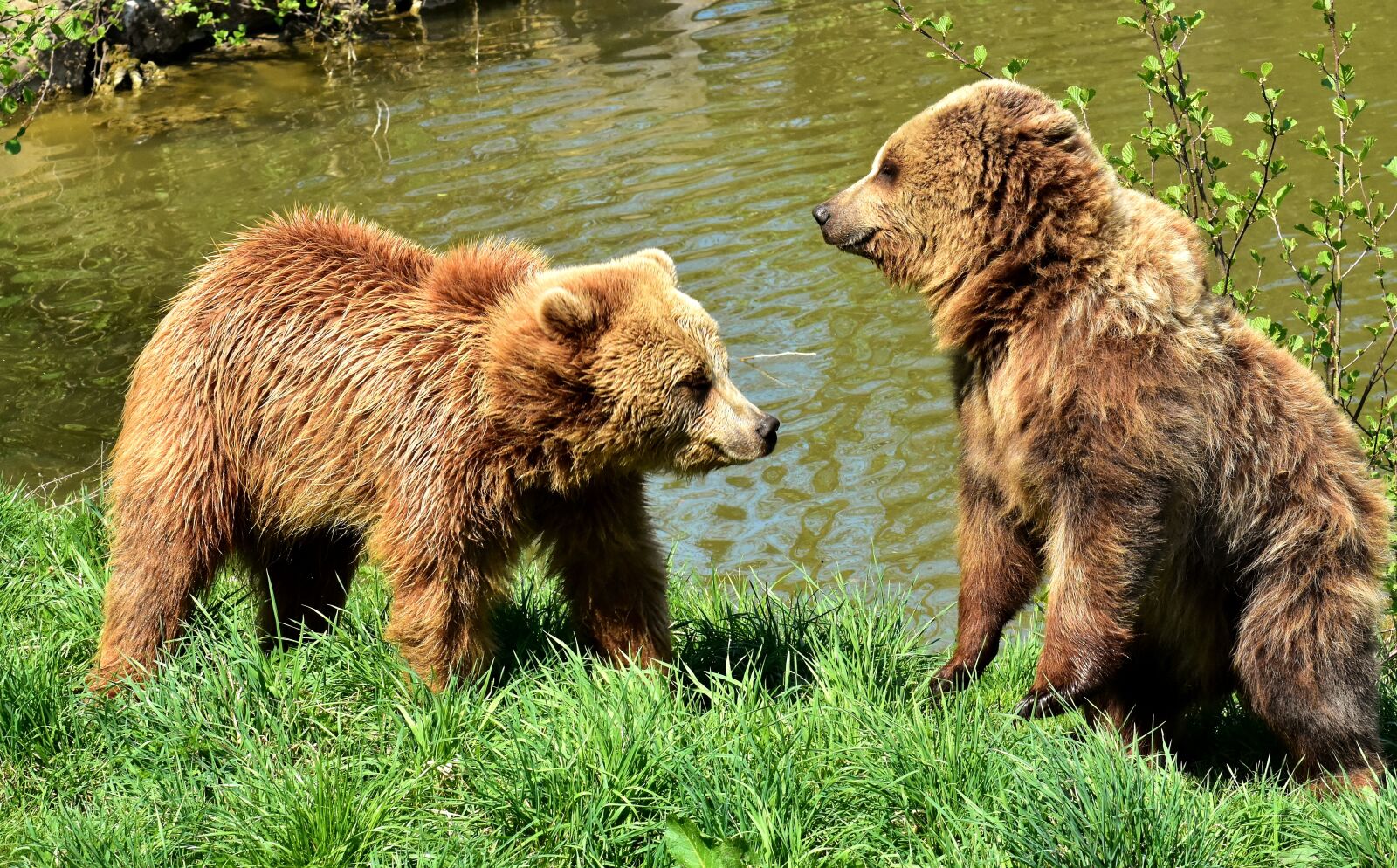 Nikon D7200 sample photo. European brown bear, play photography