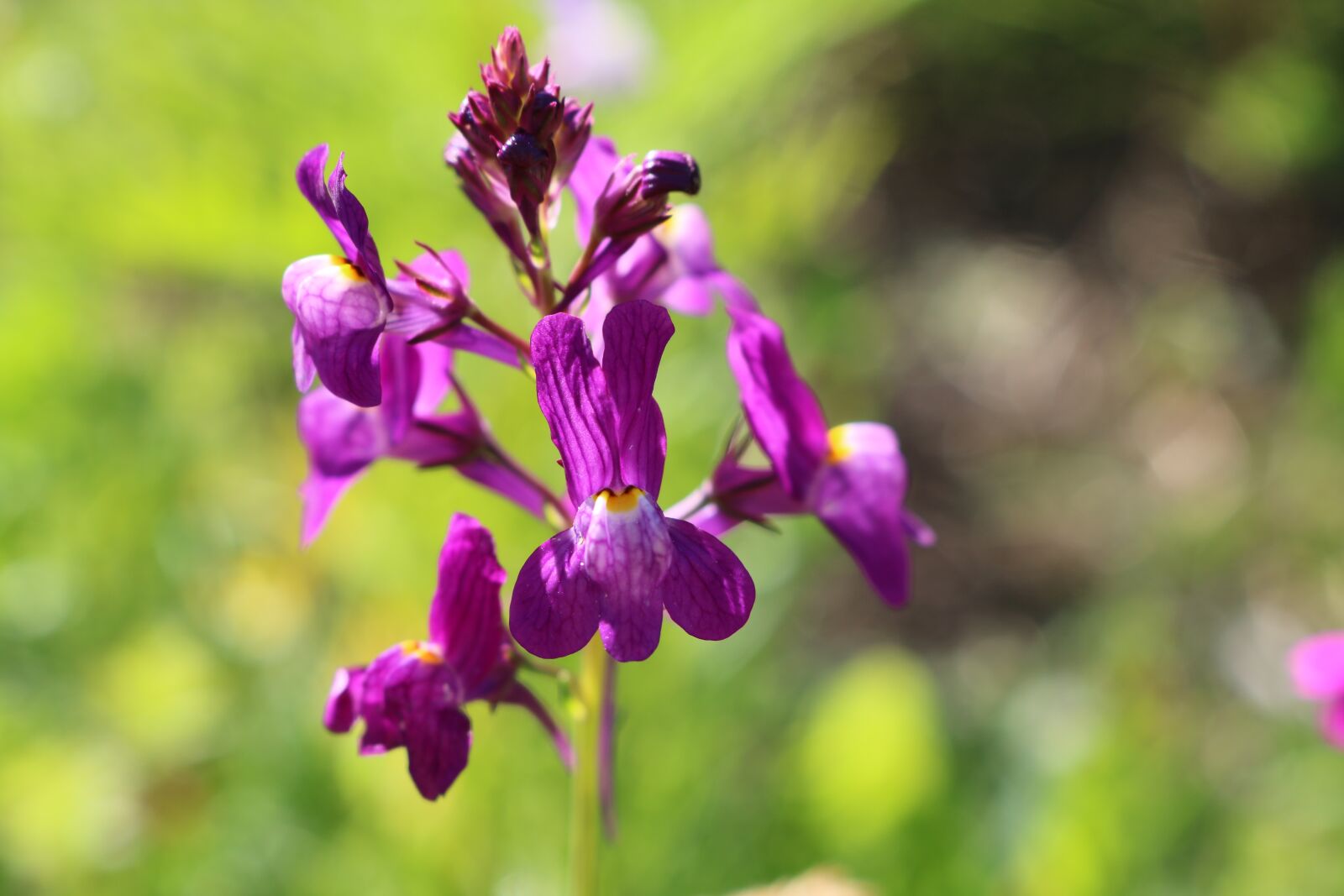 Canon EOS 750D (EOS Rebel T6i / EOS Kiss X8i) sample photo. Violet, flower, summer photography