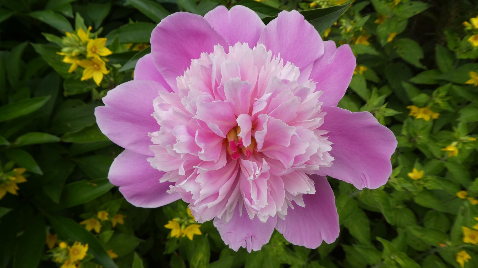 Panasonic DMC-TZ81 sample photo. Peony, paeonia, pink flower photography