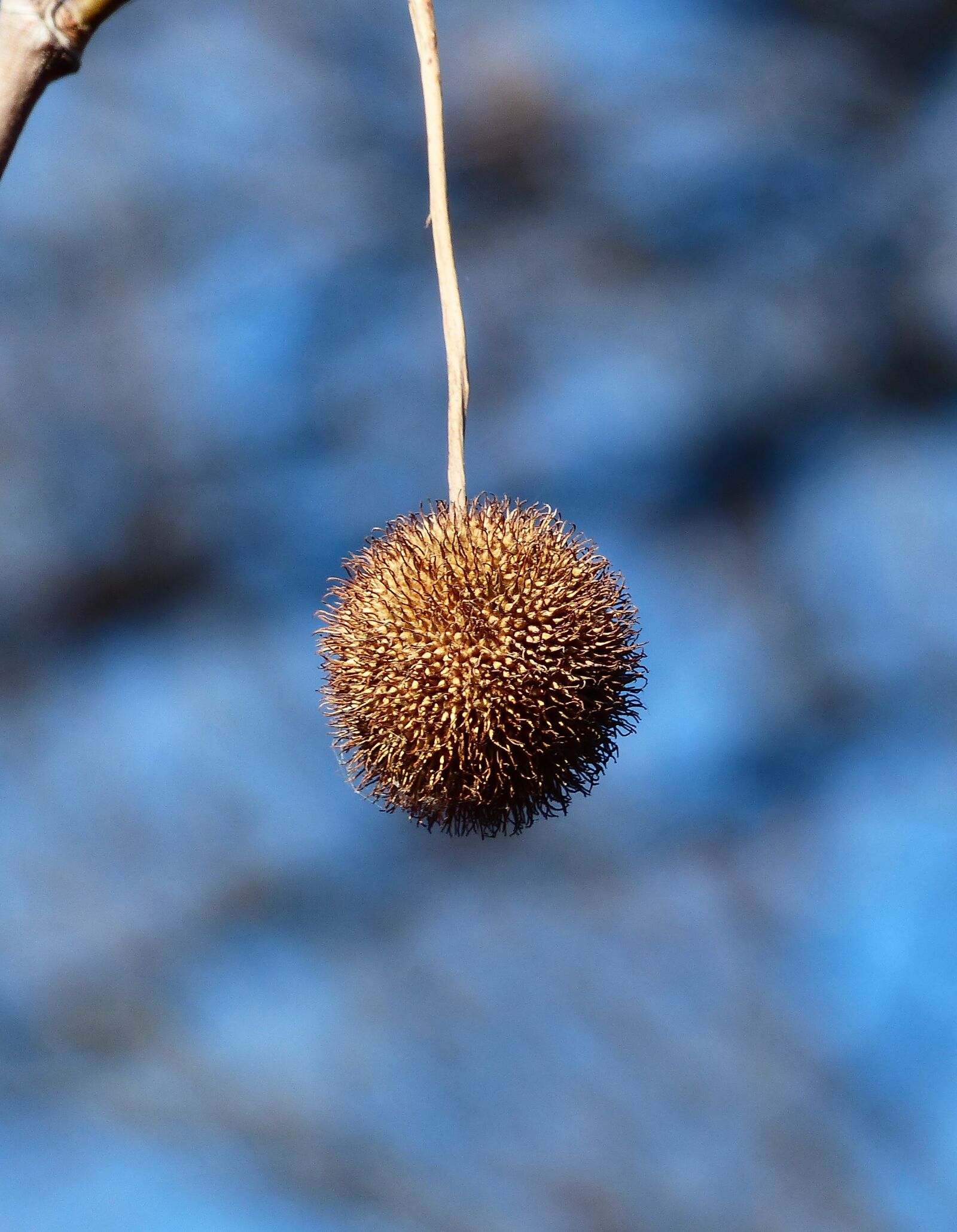 Panasonic Lumix DMC-FZ200 sample photo. Sycamore, fruit, seeds photography