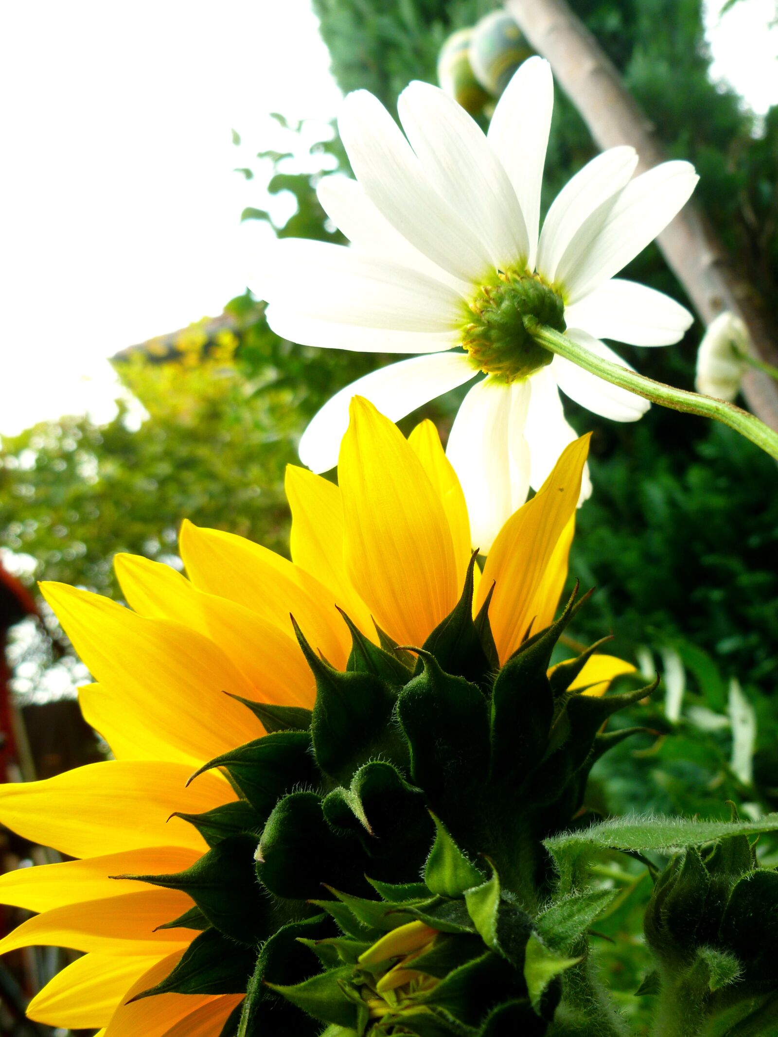 Panasonic DMC-FS37 sample photo. Sunflower, marguerite, blossom photography