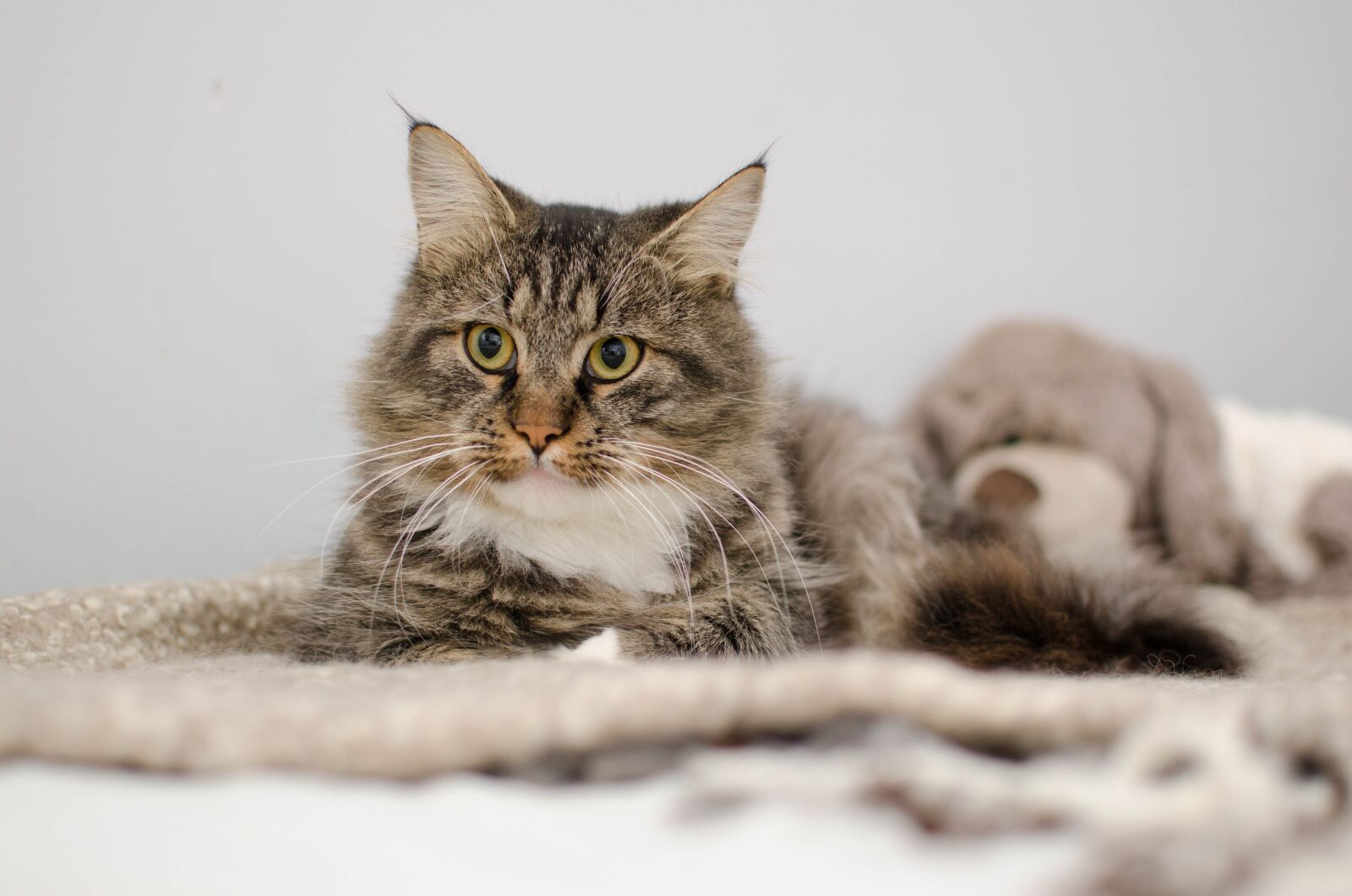 Nikon D7000 sample photo. Cat, thoroughbred, fur photography