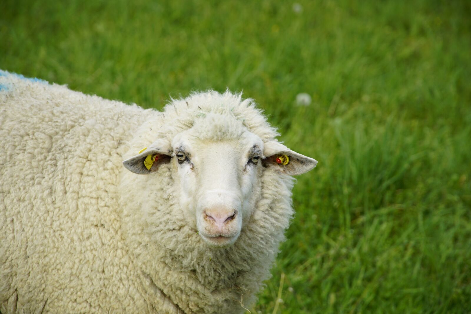 Sony a7R II + Sony E PZ 18-105mm F4 G OSS sample photo. White, sheep, green grass photography