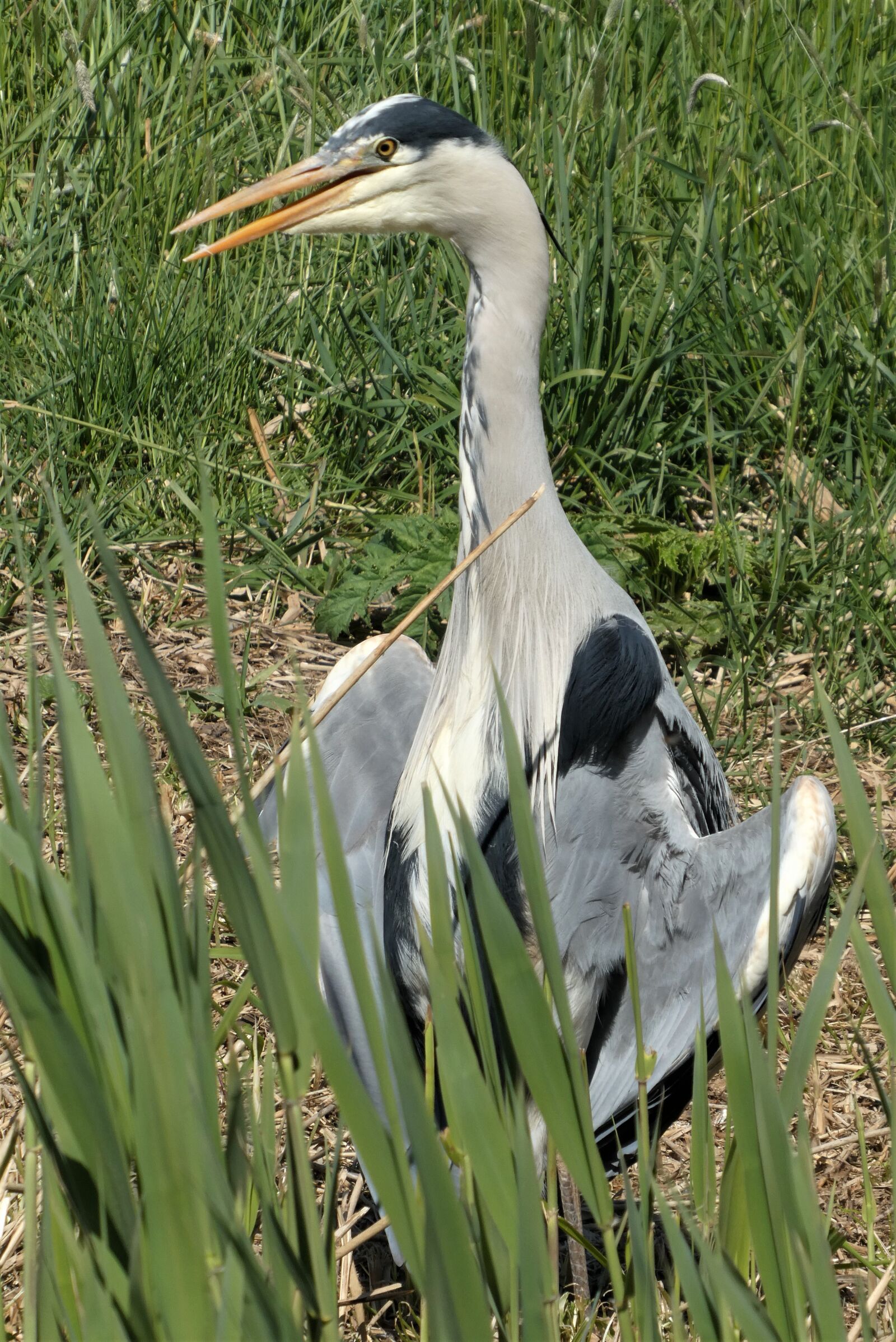 Panasonic Lumix DC-ZS70 (Lumix DC-TZ90) sample photo. Heron, bird, ditch photography