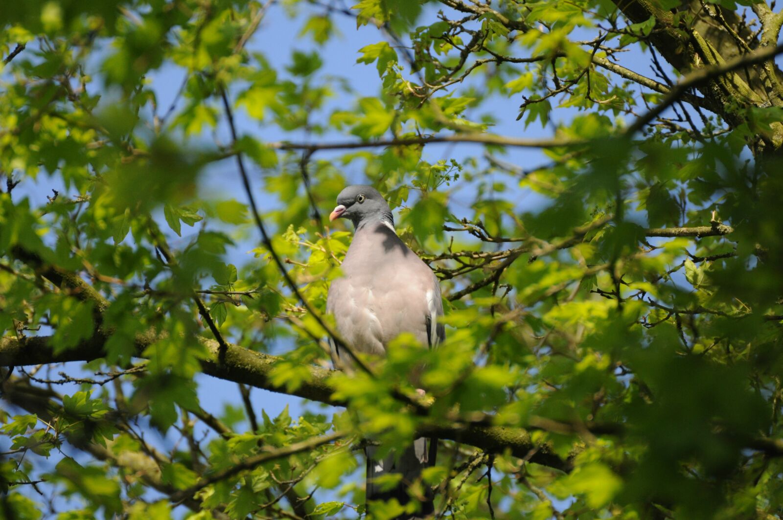 Nikon D5000 sample photo. Tree, nature, bird photography