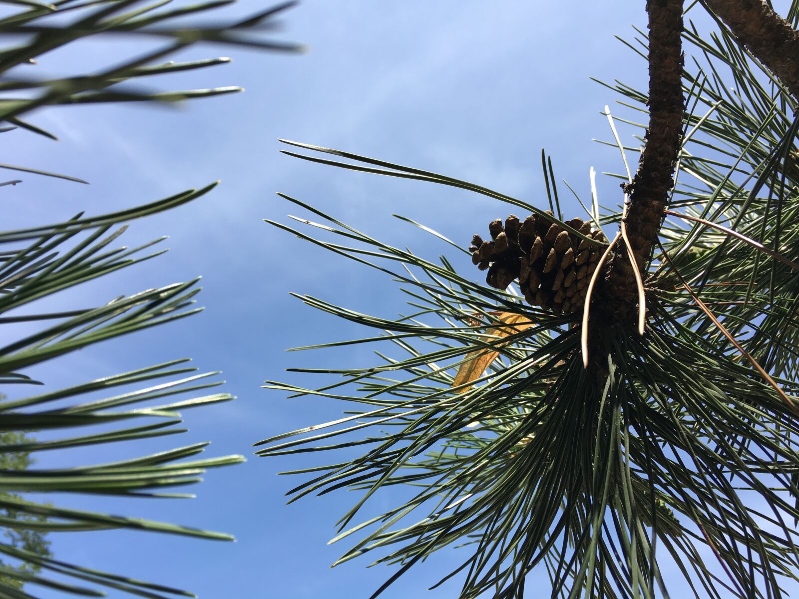Apple iPhone 6s sample photo. Cone, conifer, trees photography