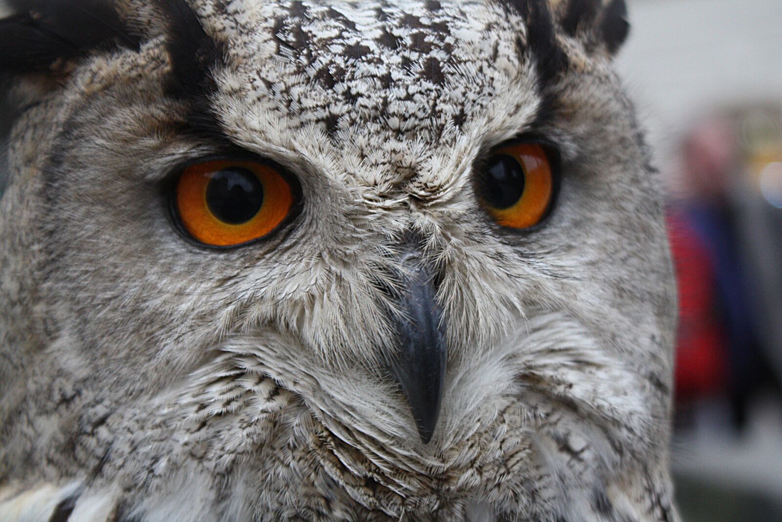 Canon EOS 450D (EOS Rebel XSi / EOS Kiss X2) sample photo. Sova, v r, pt photography