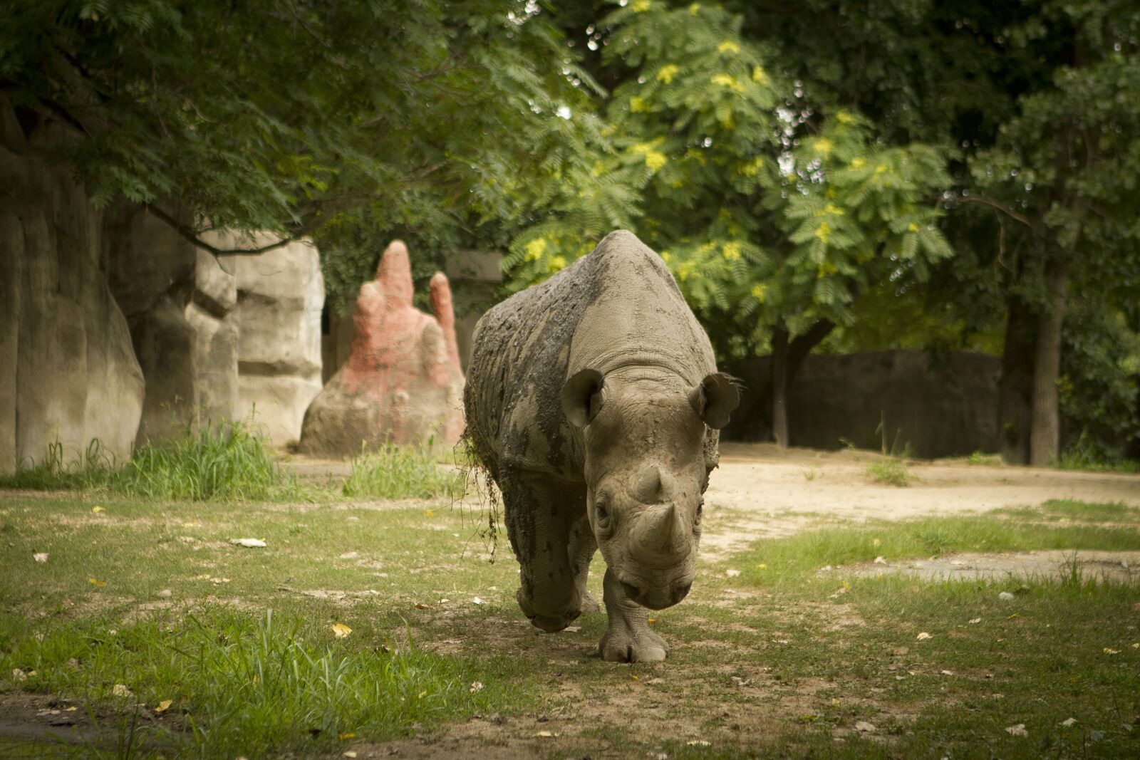 Canon EOS 7D + Canon EF 24-70mm F2.8L USM sample photo. Rhino, rhino at zoo photography