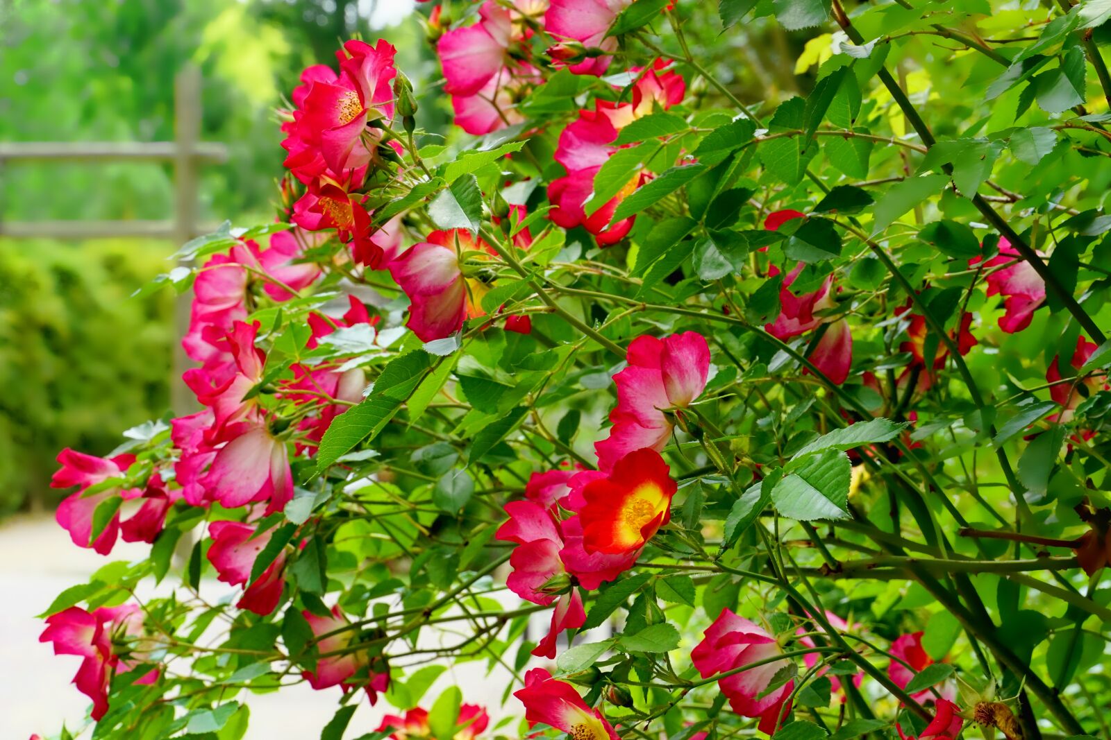 Sony a6000 sample photo. Plant, roses, rose bush photography