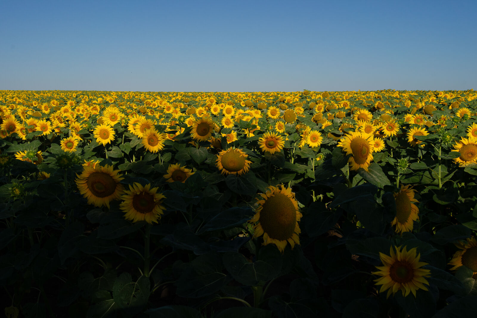 Samyang AF 35mm F1.8 FE sample photo. "van gogh's sunflowers" photography