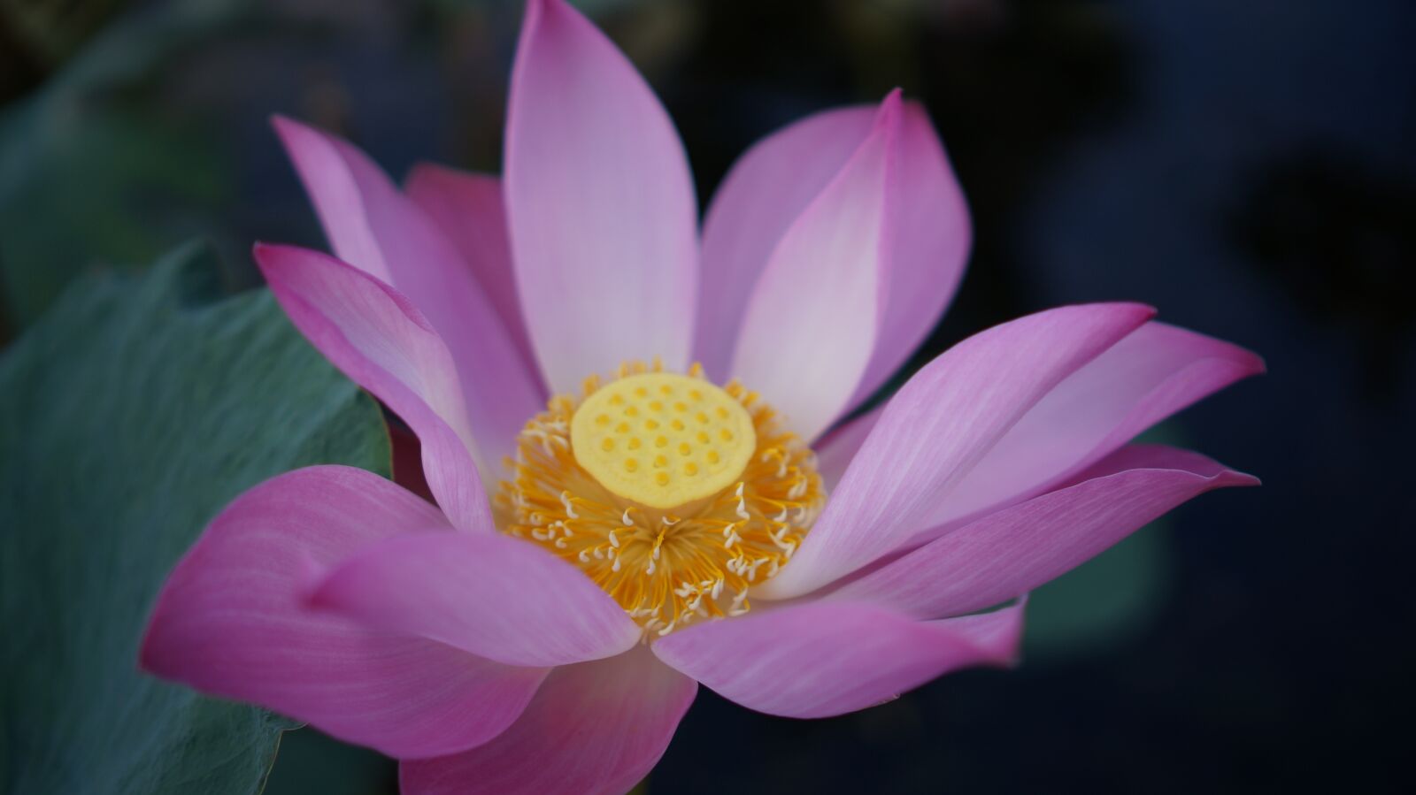 Sony Alpha NEX-5T sample photo. Lotus, flower, petals photography
