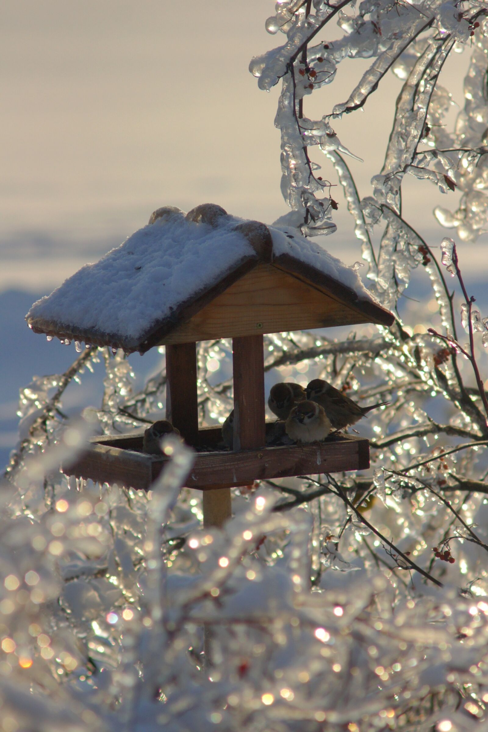 Sony Alpha DSLR-A500 sample photo. Winter, ice, snow photography