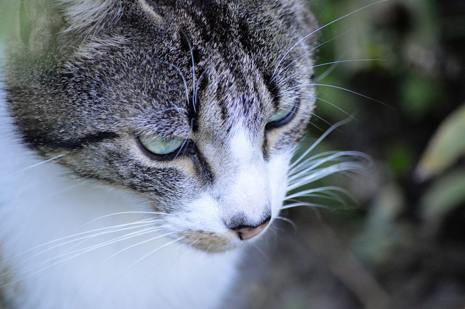 Nikon D3200 sample photo. Cat, portrait, eyes photography