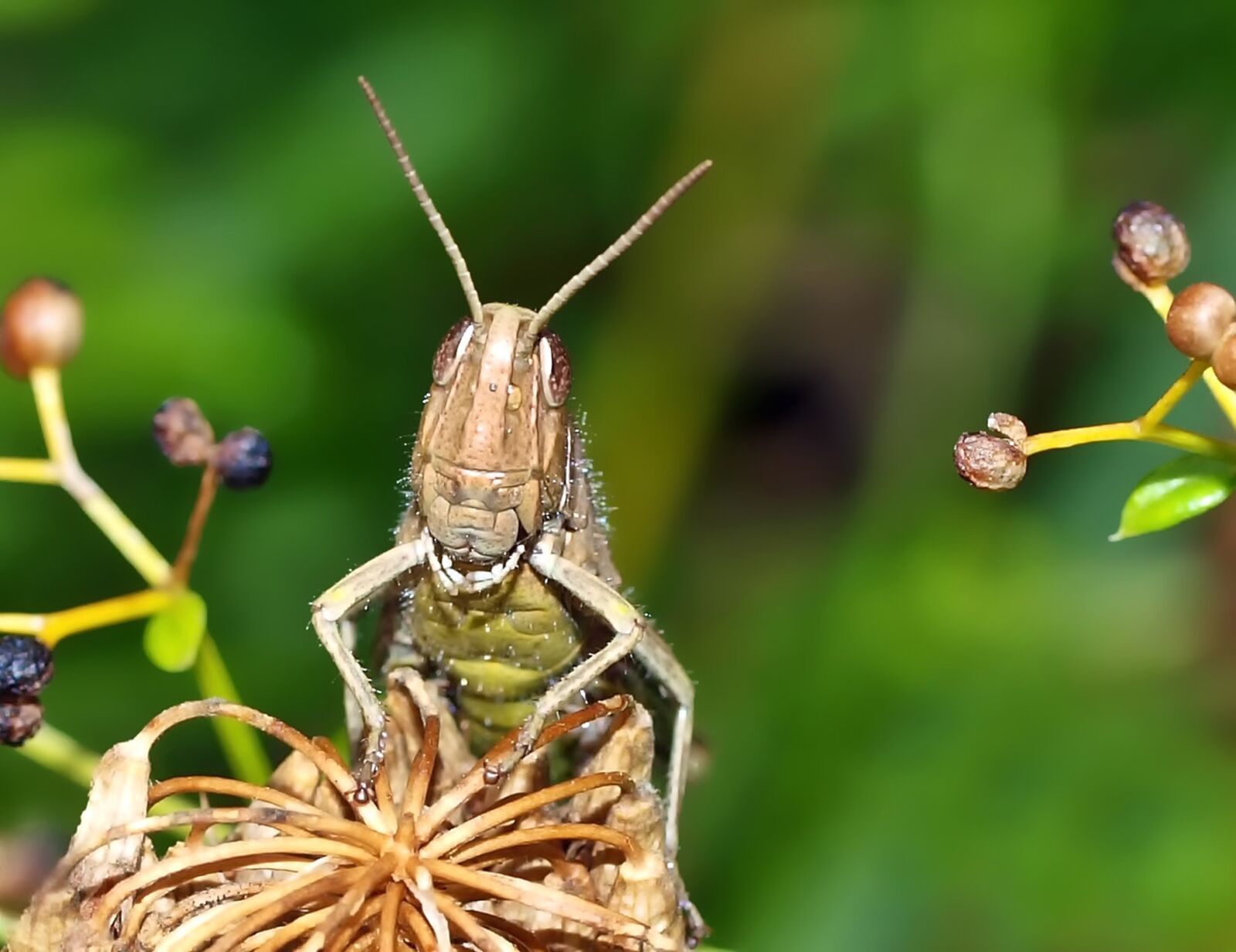 Olympus E-450 (EVOLT E-450) sample photo. Laughing grasshopper, grasshopper, insect photography