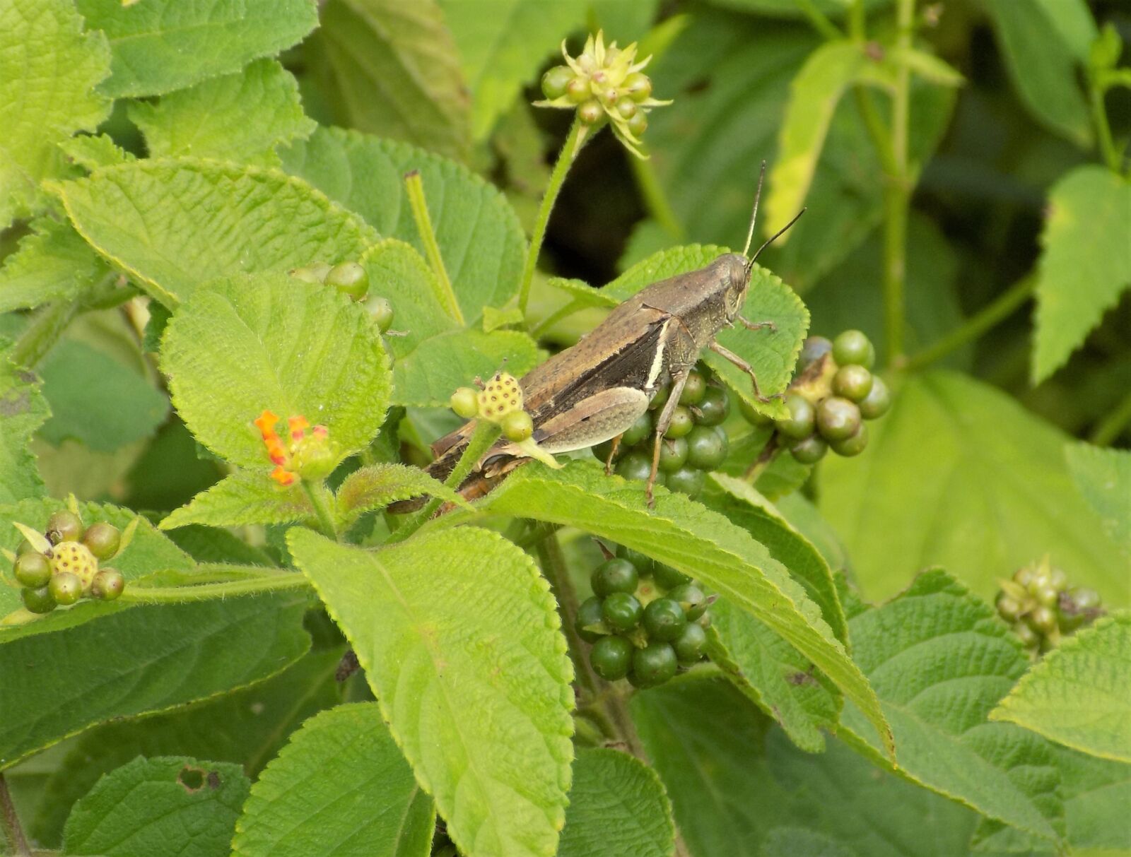 Nikon COOLPIX L340 sample photo. Grasshopper, berries, leaf photography