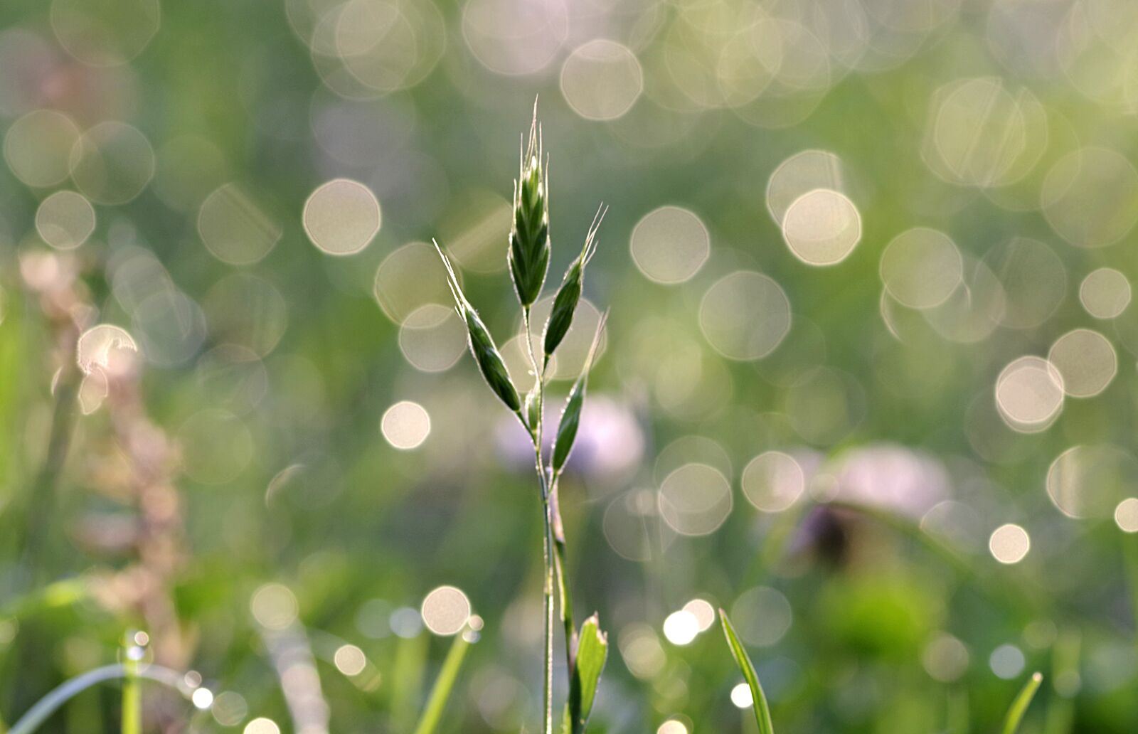 Pentax K-S2 sample photo. Rosa, grass, blade photography
