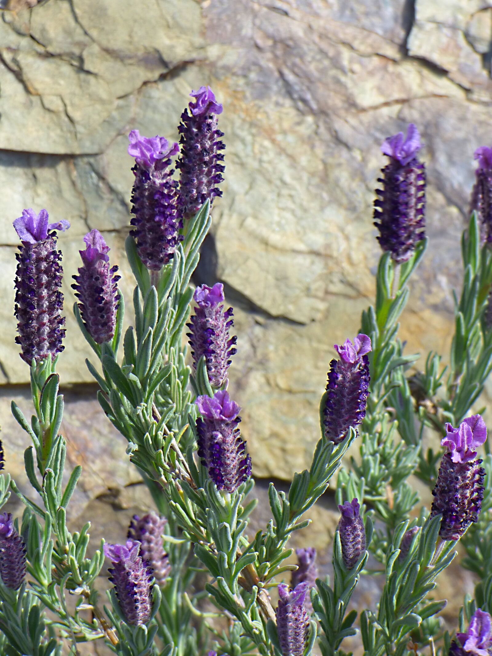 Panasonic Lumix DMC-FZ70 sample photo. Lavender, lavandula officinalis, flower photography