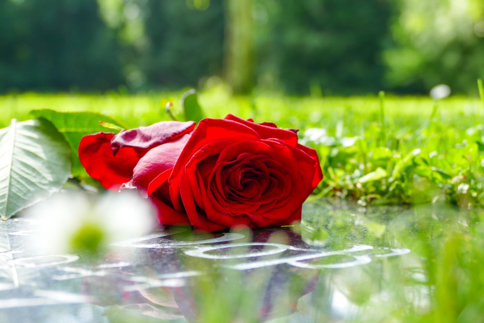 Panasonic Lumix DMC-FZ1000 sample photo. Rose, grave, cemetery photography