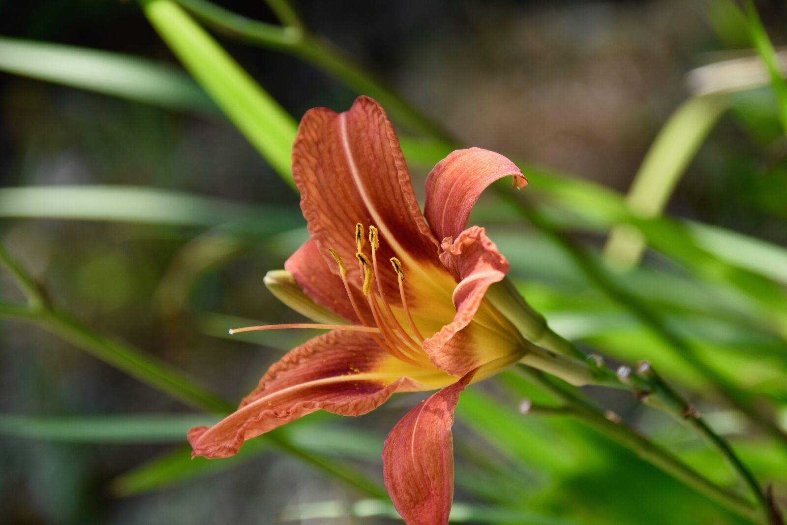 Nikon D5600 sample photo. Flower, lys, lily orange photography