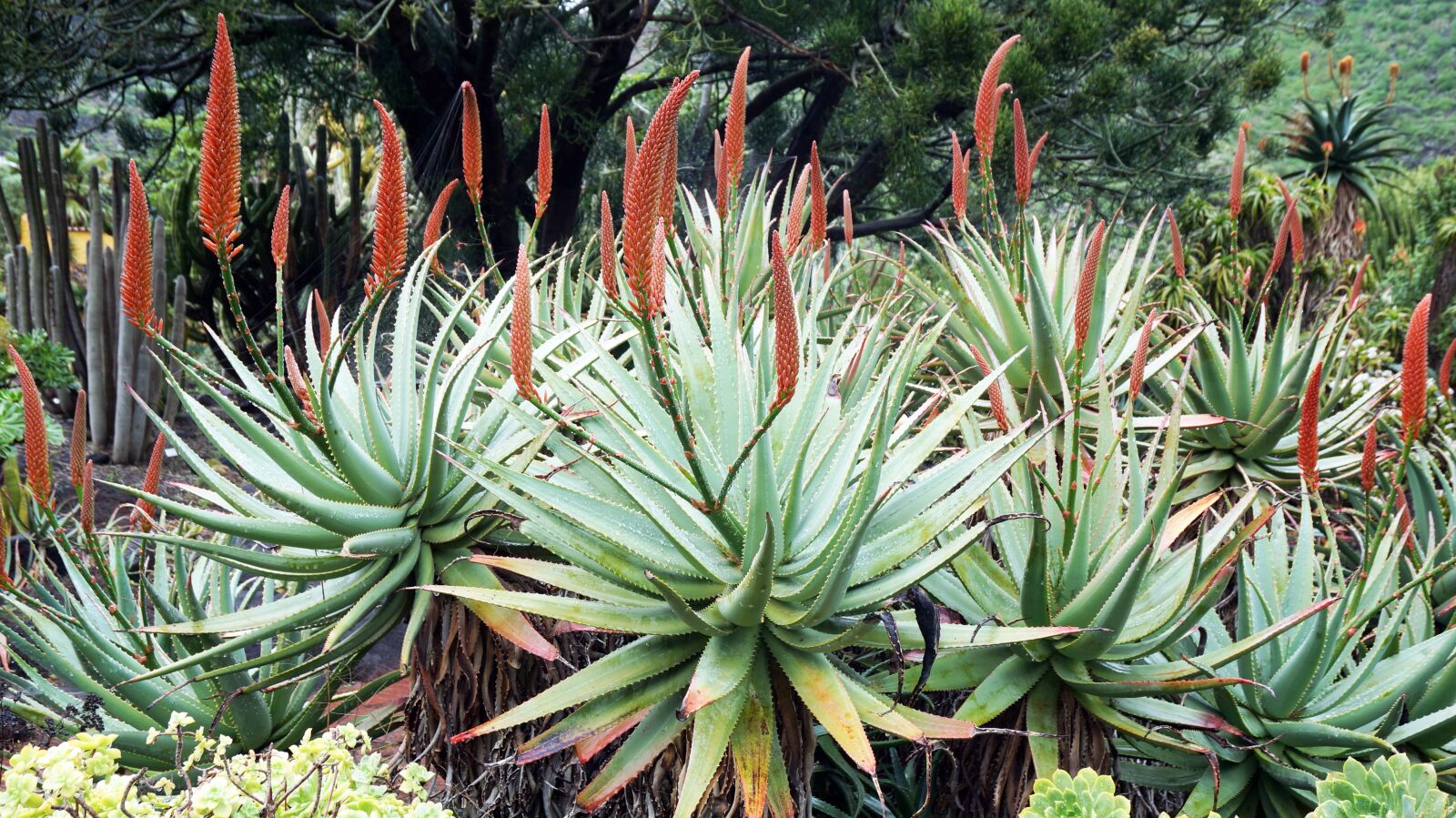 Sony Alpha NEX-5T sample photo. Canary islands, botanical garden photography
