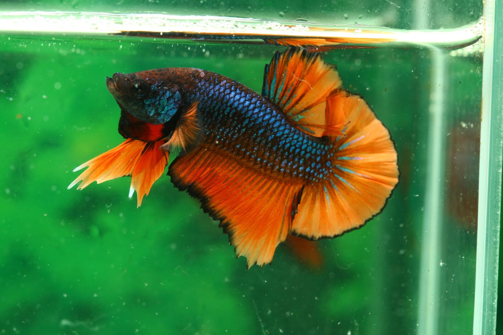 Canon EOS 5D Mark II sample photo. Betta, fish, hmpk photography
