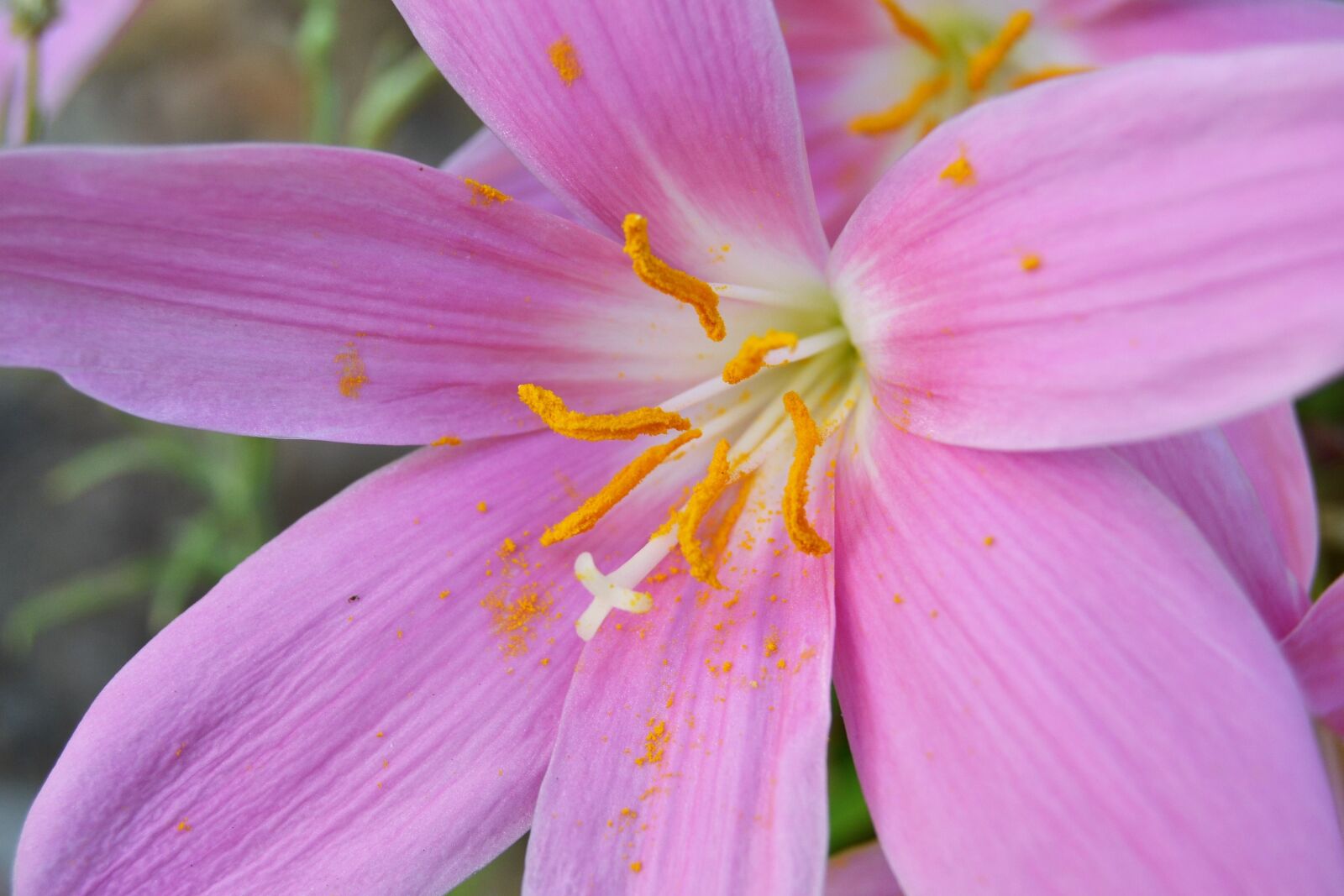 Nikon D3100 sample photo. Flower, wild saffron, crocus photography